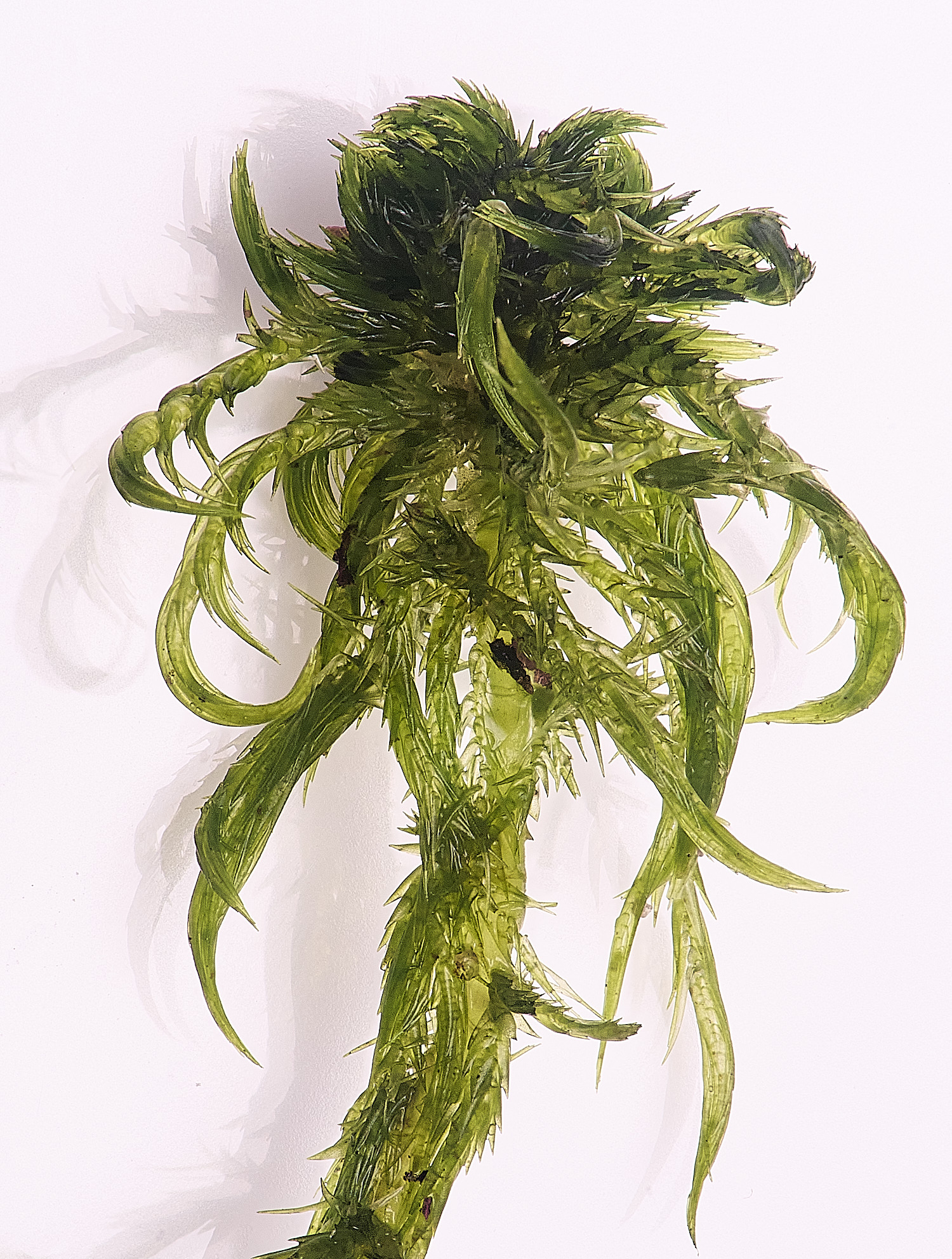 WaveneyForestSphagnumdenticulatum010226-2