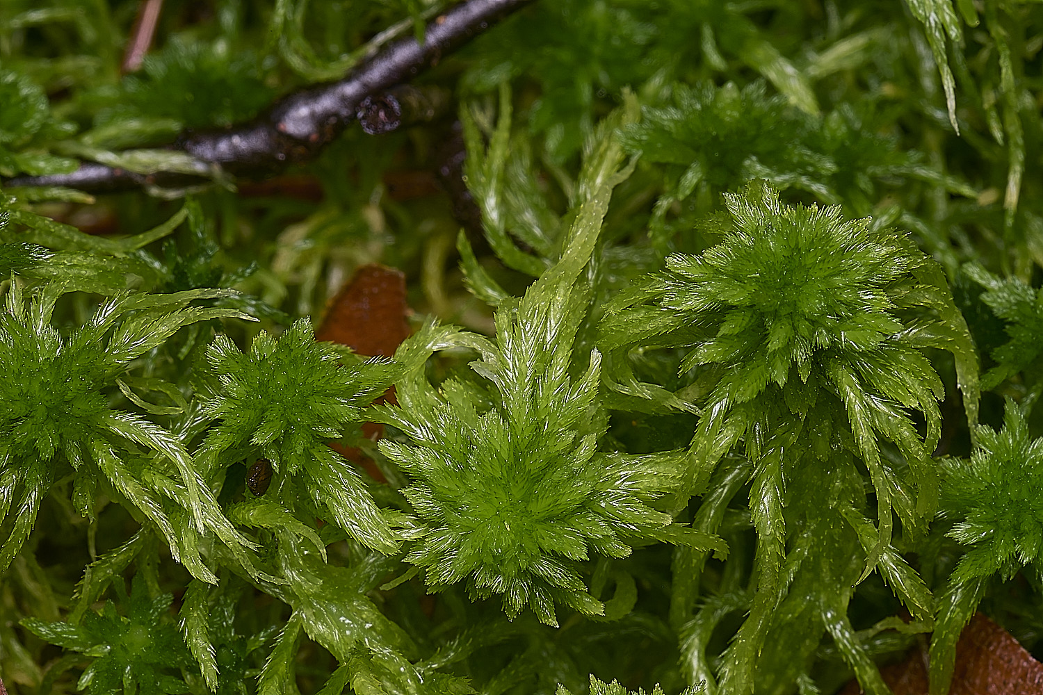 WaveneyForestSPhagnumfallax010226-2