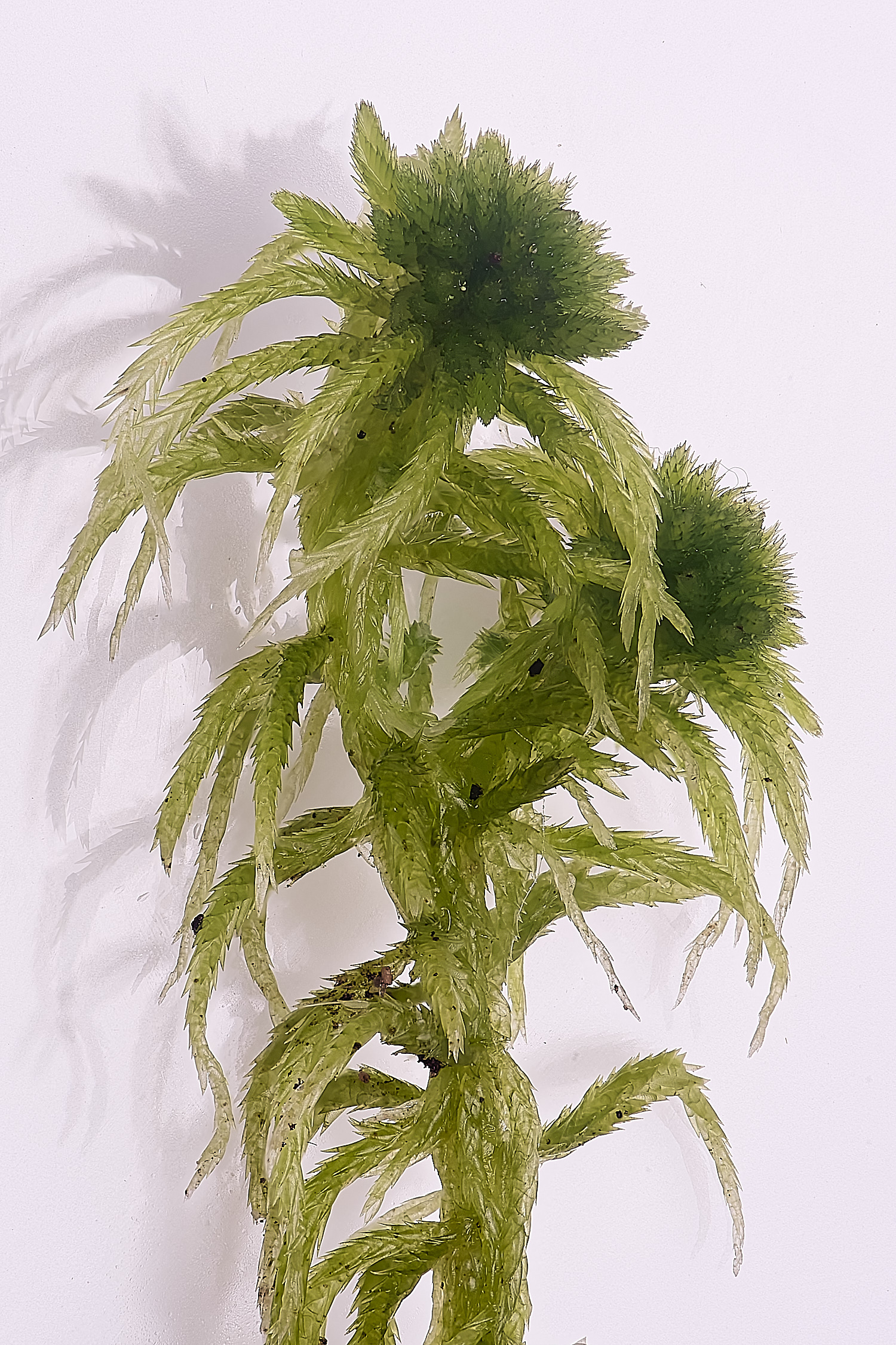 WaveneyForestSphagnumfallax010226-3