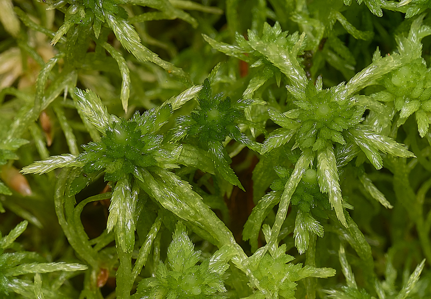 WaveneyForestSphagnumfimbriatum010226-3