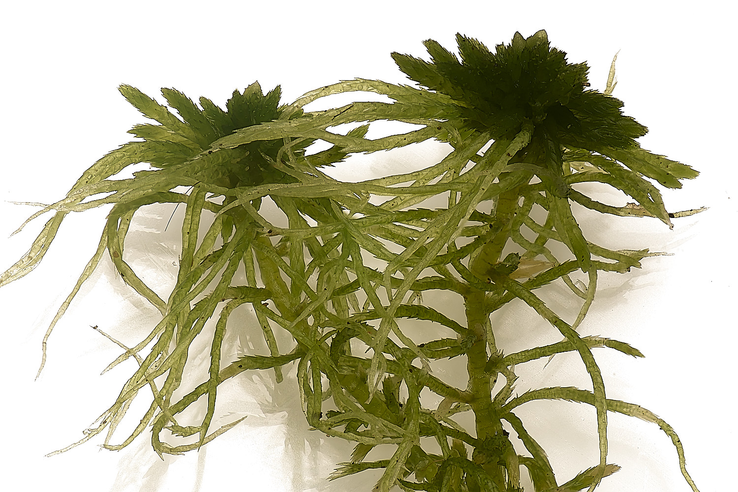 WaveneyForestSphagnumfimbriatum010226-5