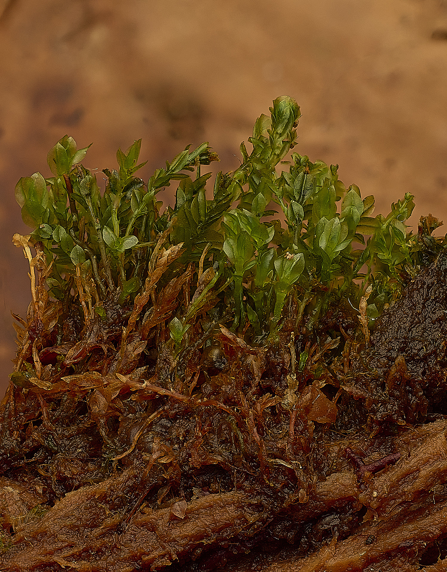 WaveneyForestTetraphispellucida010226-1