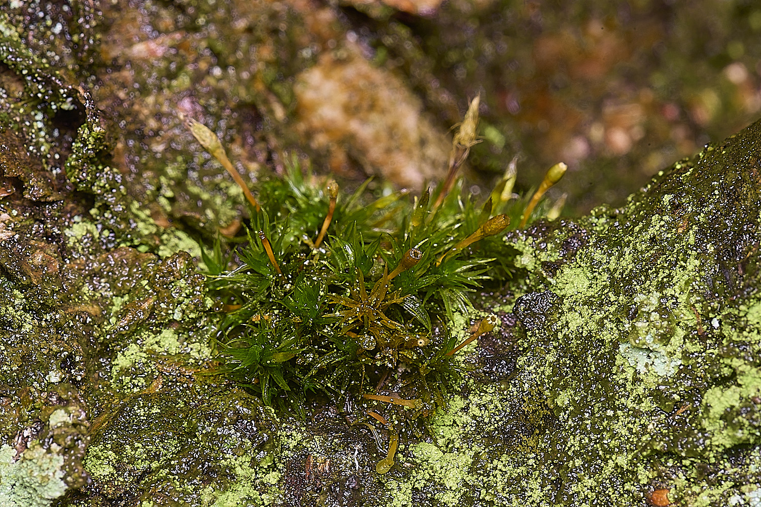 WaveneyForestUbruchii010226-1