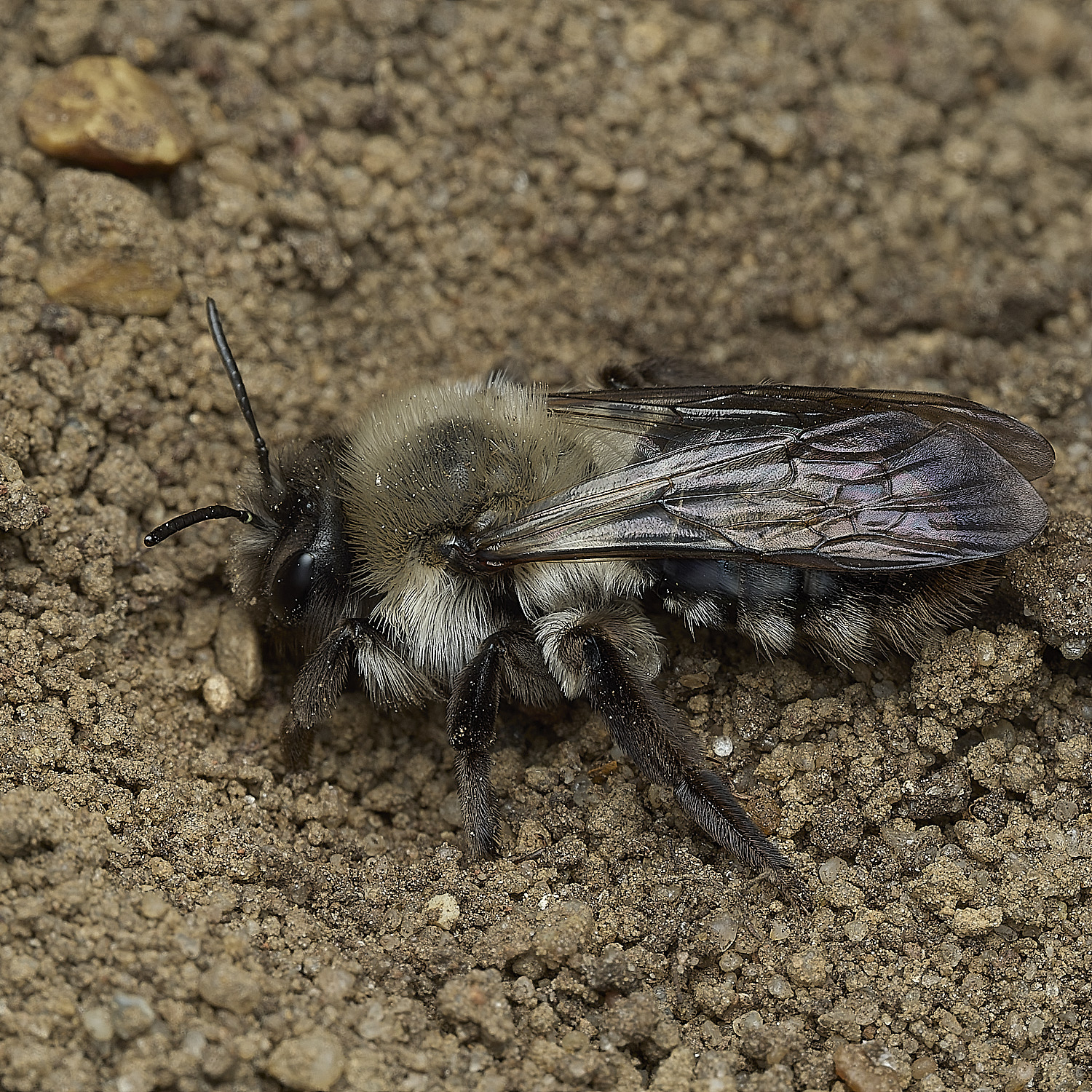 WeatPottergateGrey-backedMiningBee280326-2