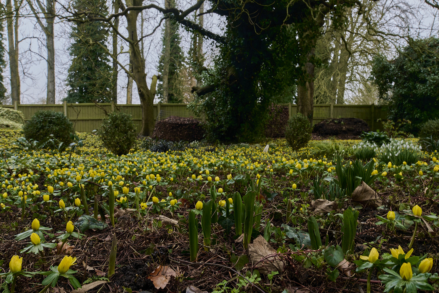 WestBeckhamAconite250126-0