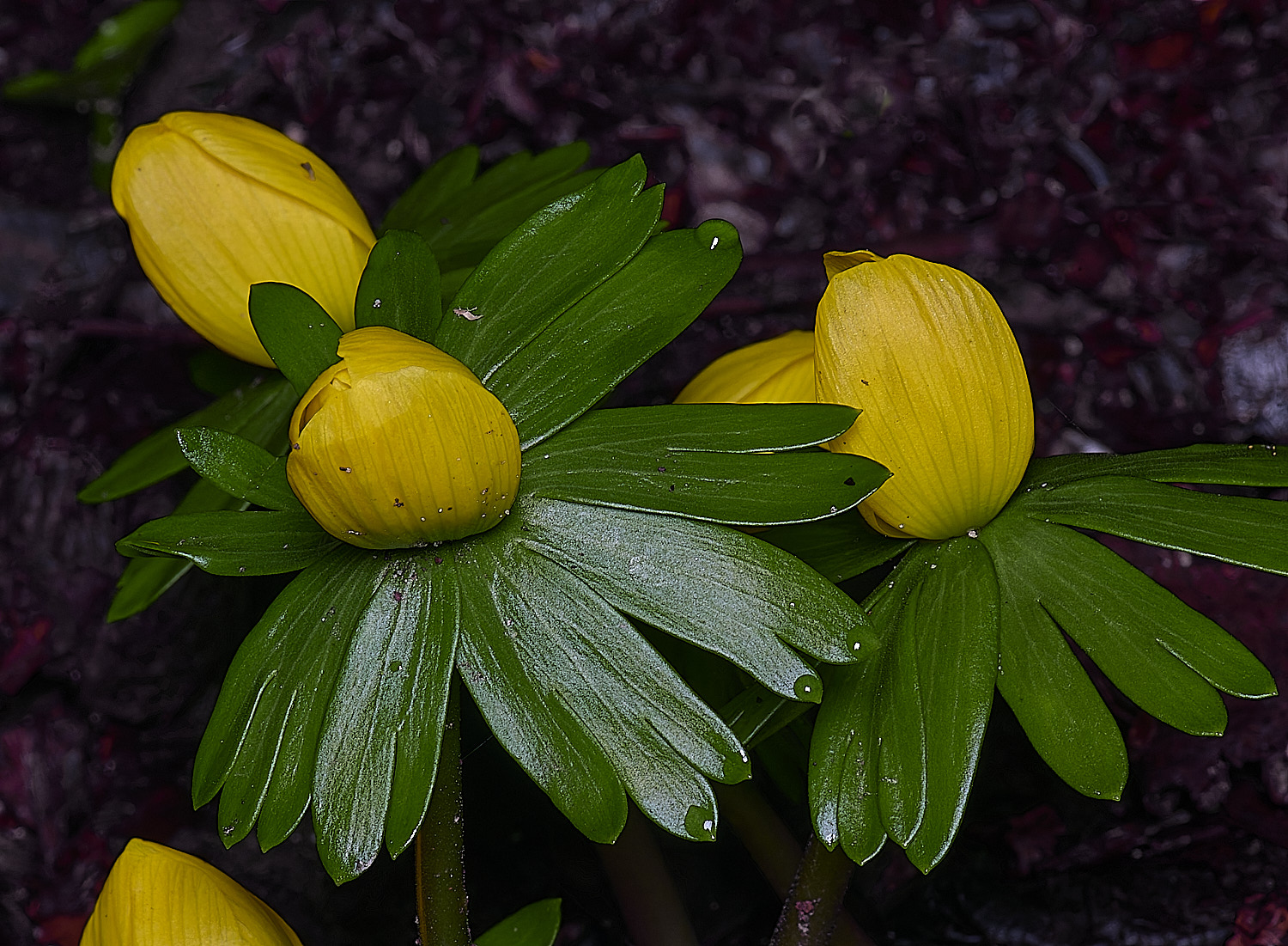 WestBeckhamAconite250126-2