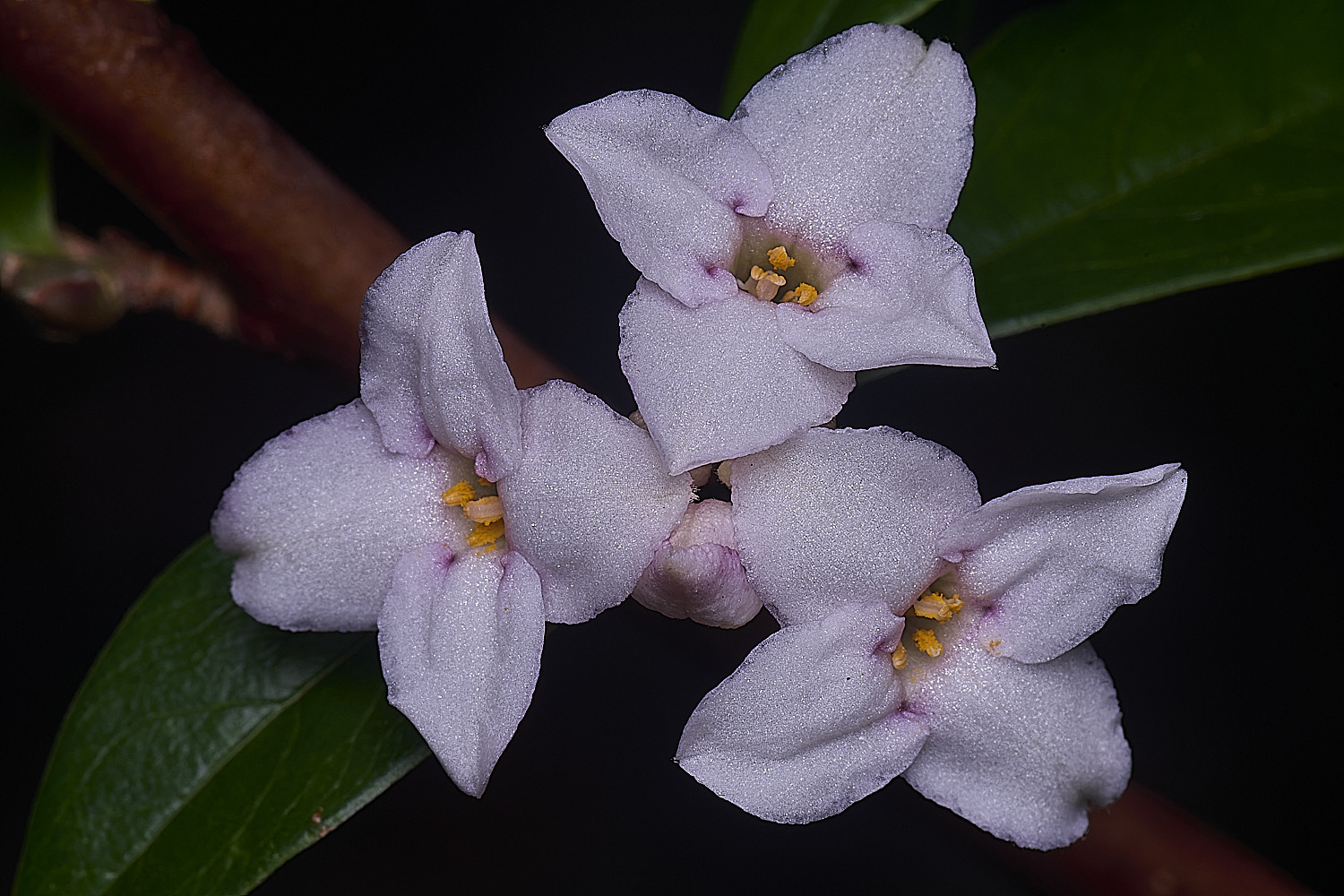 WestBeckhamDaphneSpringHerald250126-1