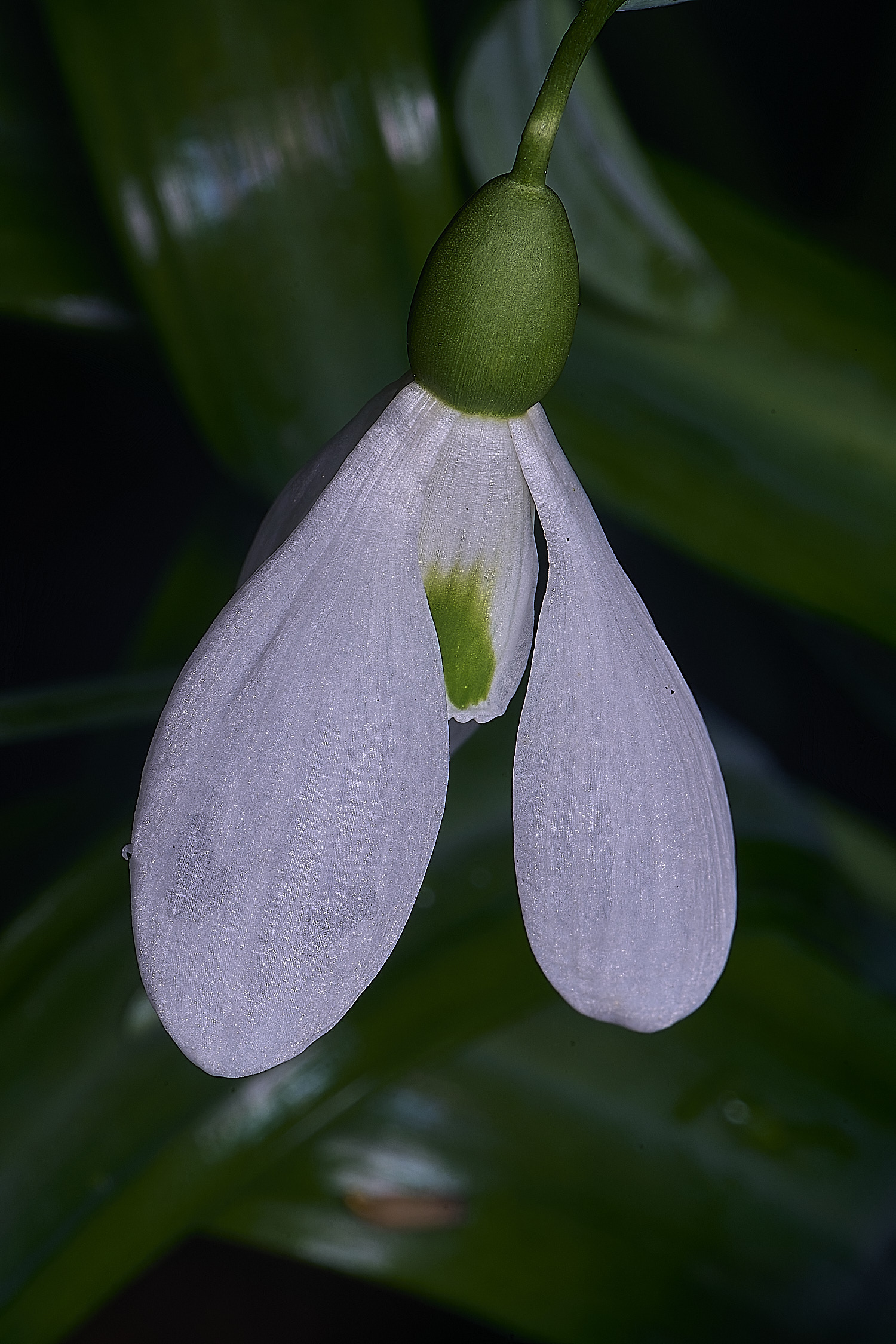 WestBeckhamGAngelusEarly250126-2