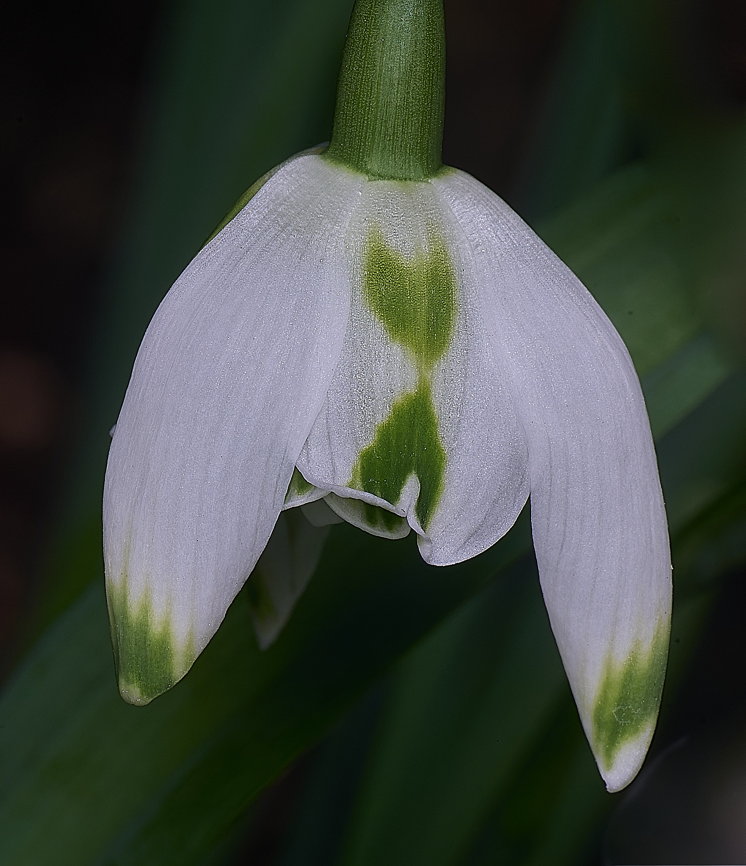 WestBeckhamGFransJoseph250126-2