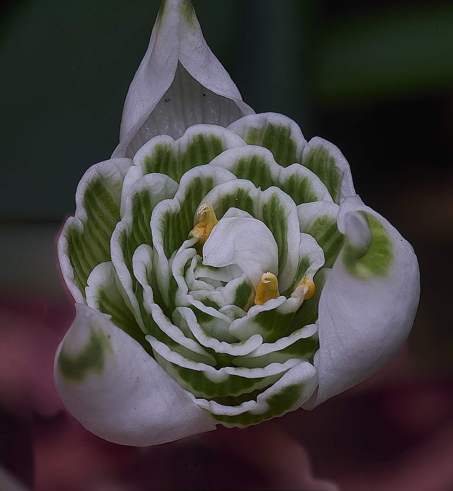 WestBeckhamGFransJoseph250126-3