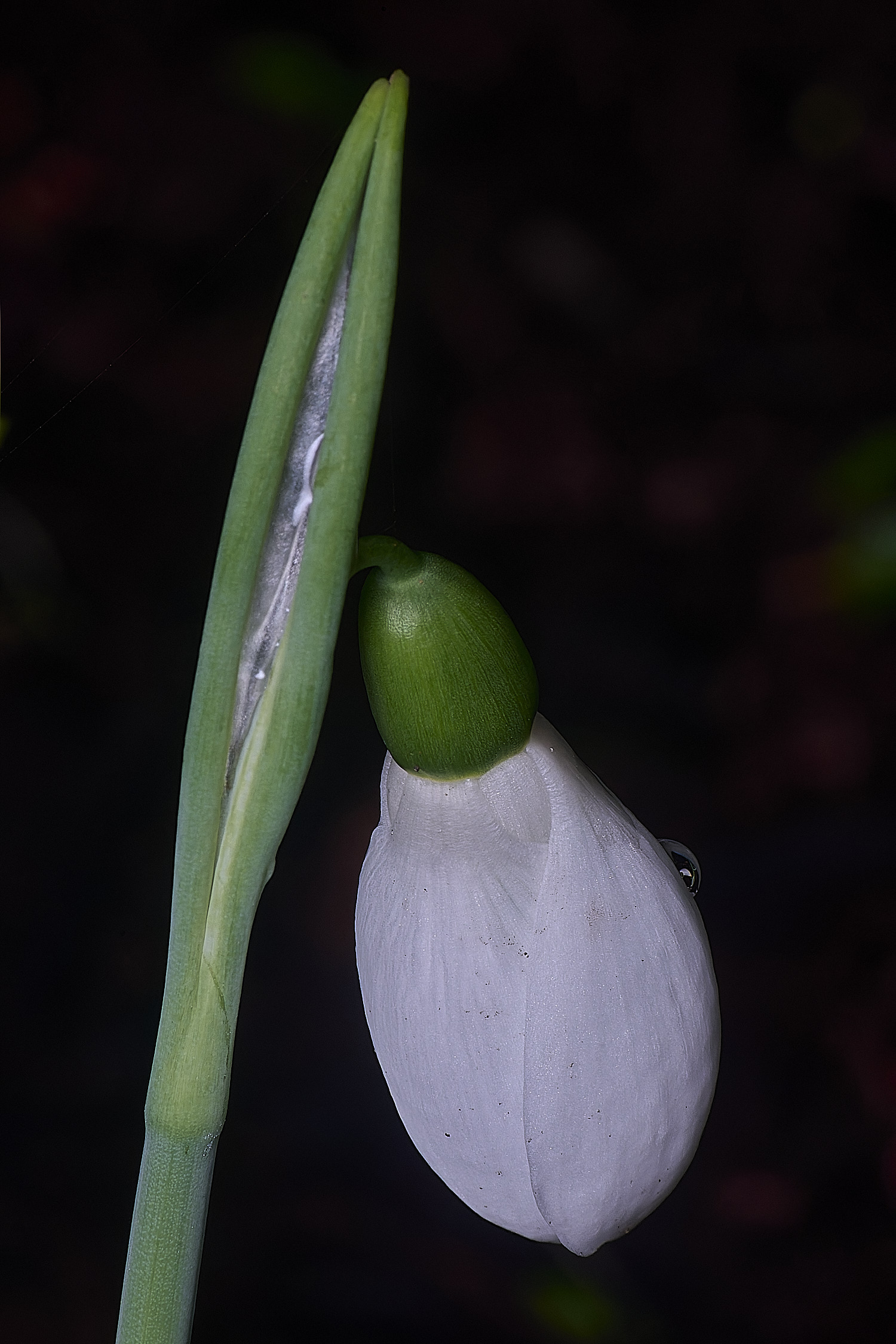 WestBeckhamGGrumpy250126-2