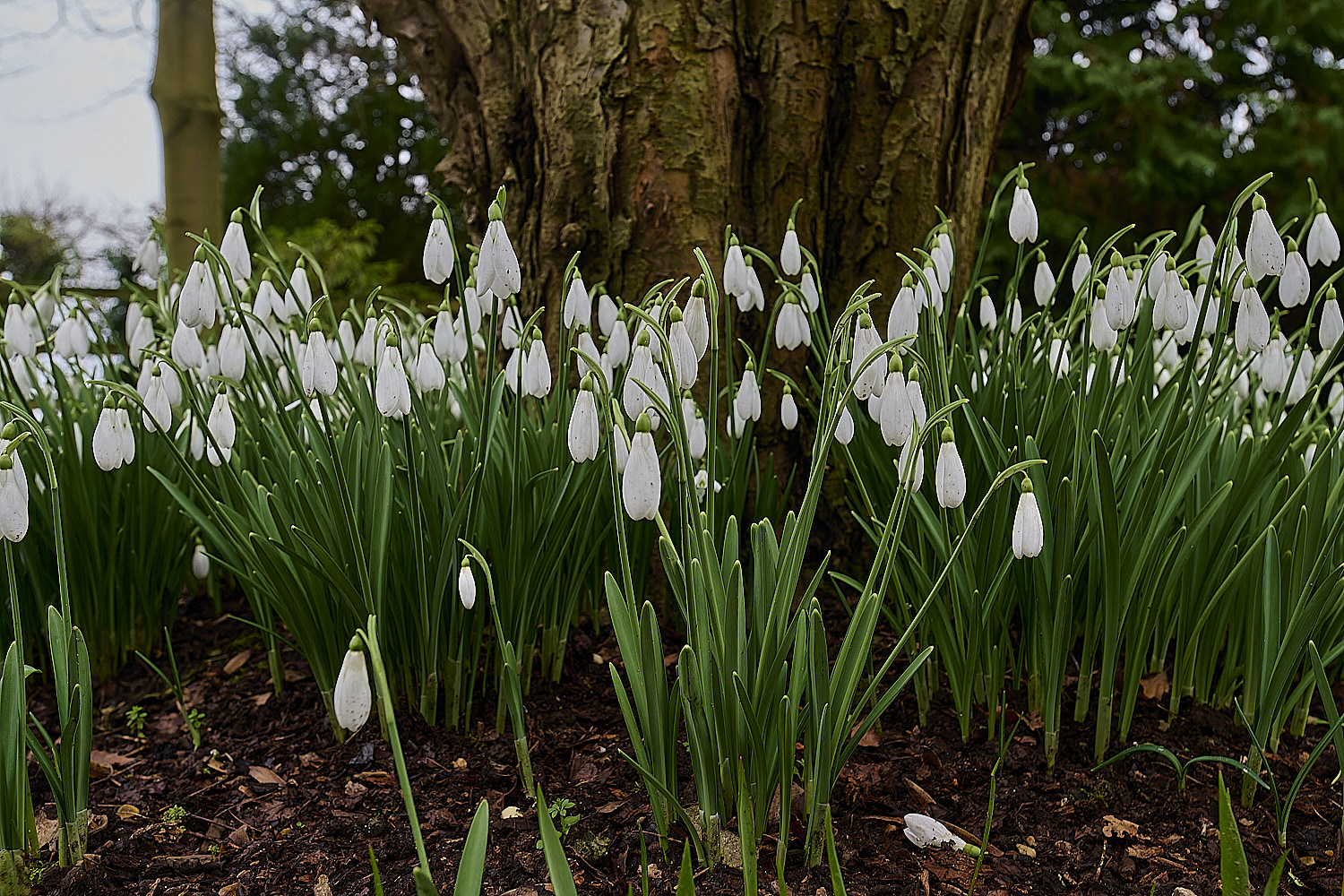 WestBeckhamGMagnet250126-1