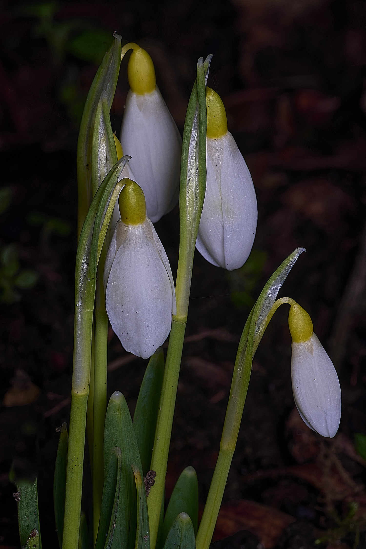 WestBeckhamGRayCobb250126-1