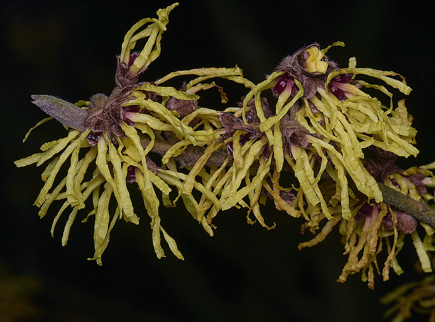 WestBeckhamHamamelisPallida250126-1