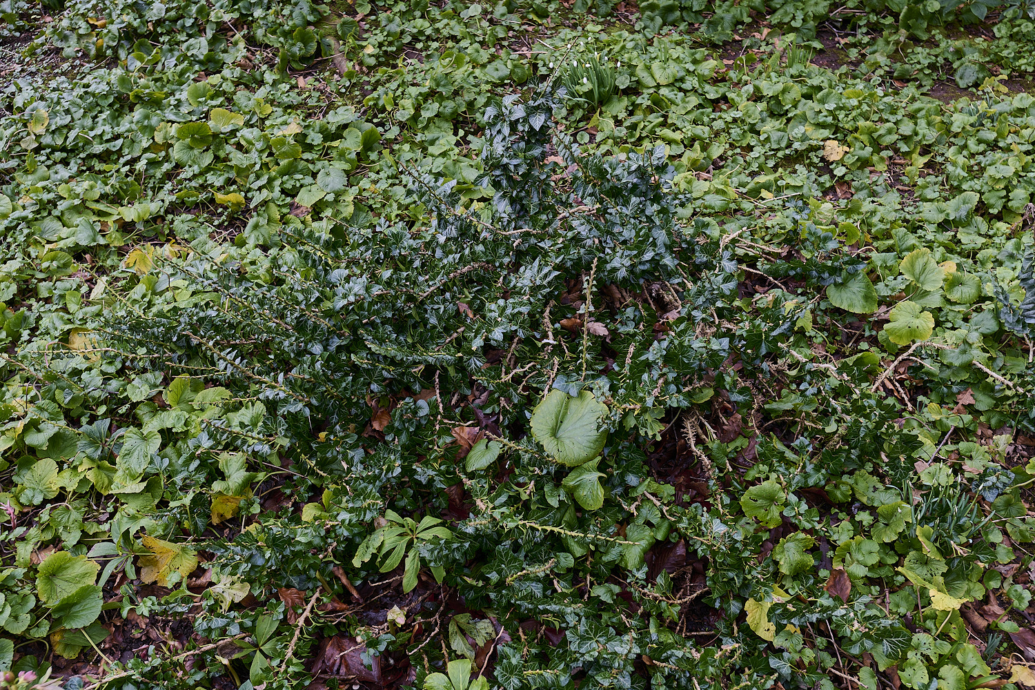 WestBeckhamIvy250126-1