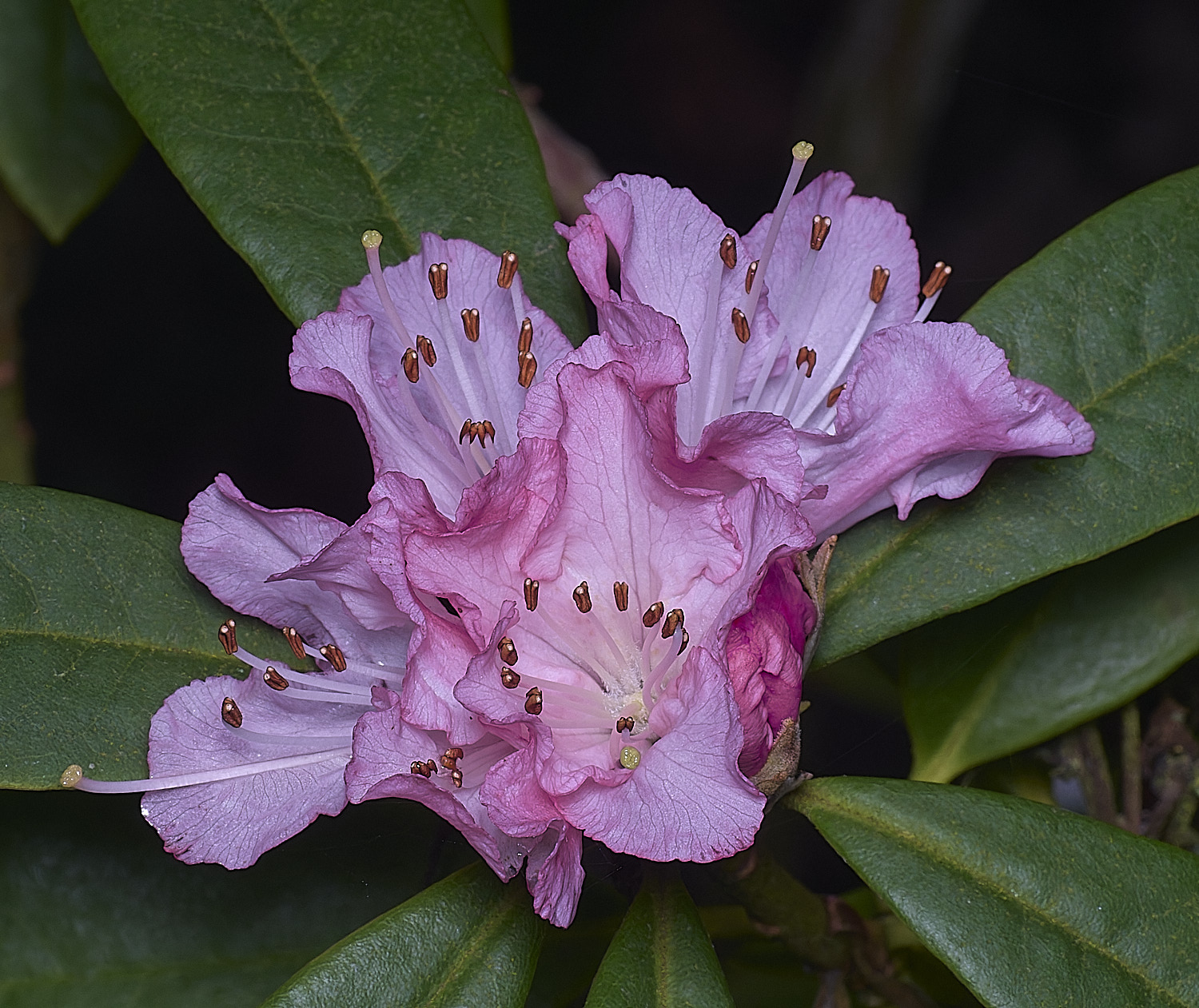 WestBeckhamRChristmasCheer250126-1