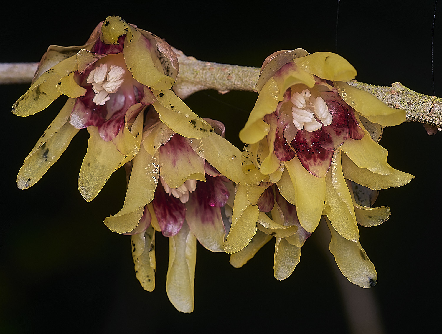 WestBeckhamWinterSweet250126-1