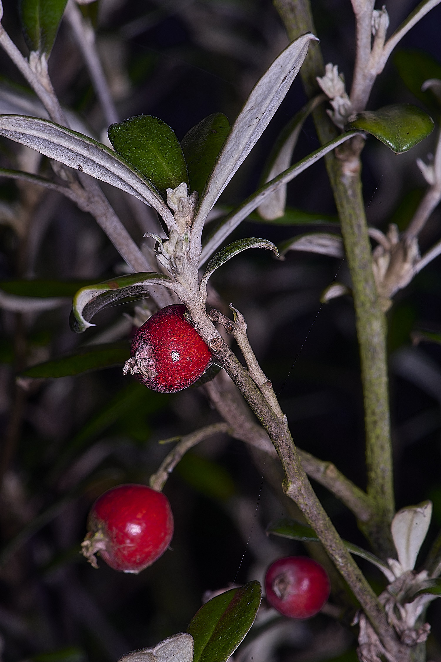 WestBeckhamWireNettingBush250126-1