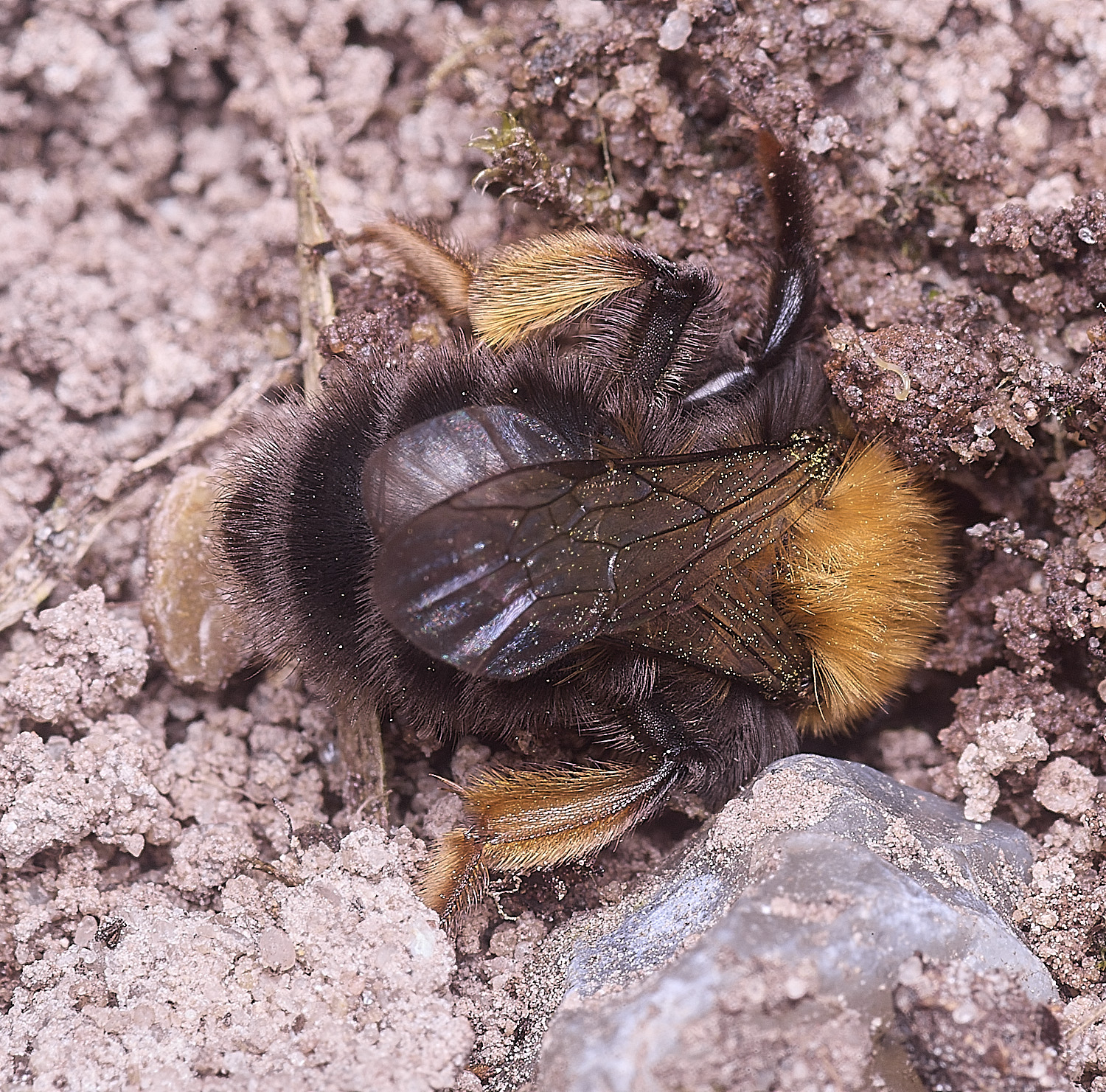 WheatfenClake&#39;sMiningBee100326-1