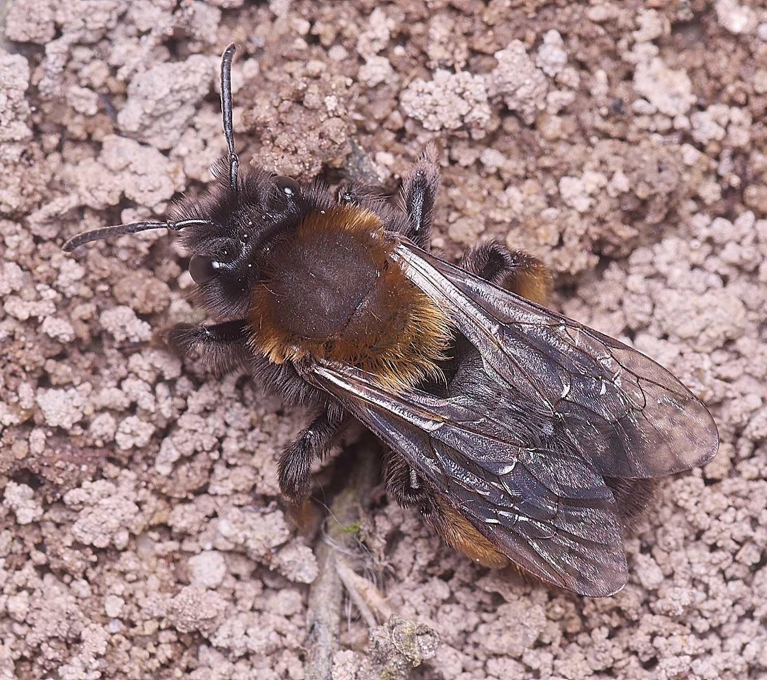 WheatfenClake&#39;sMiningBee100326-10