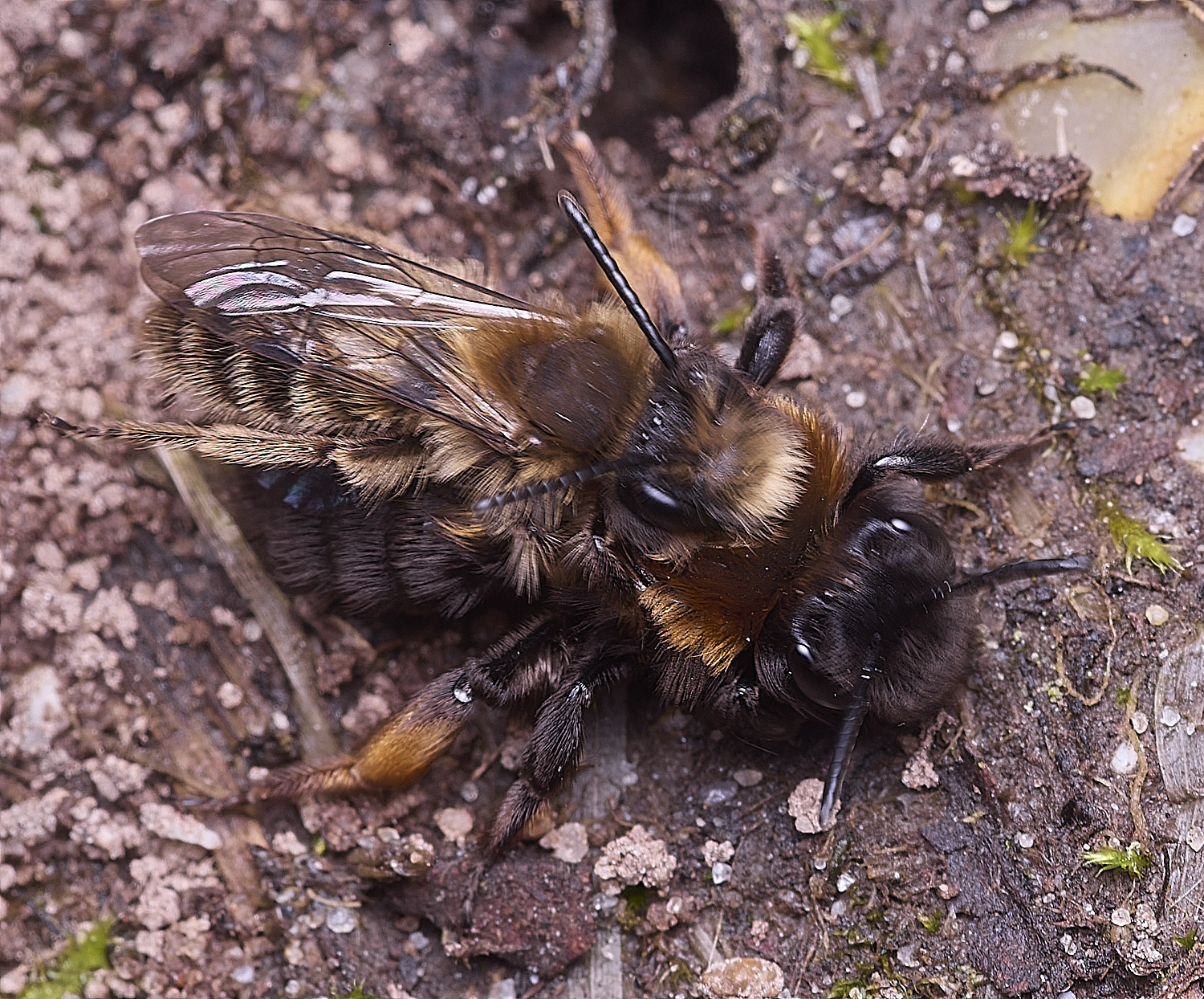 WheatfenClake&#39;sMiningBee100326-11