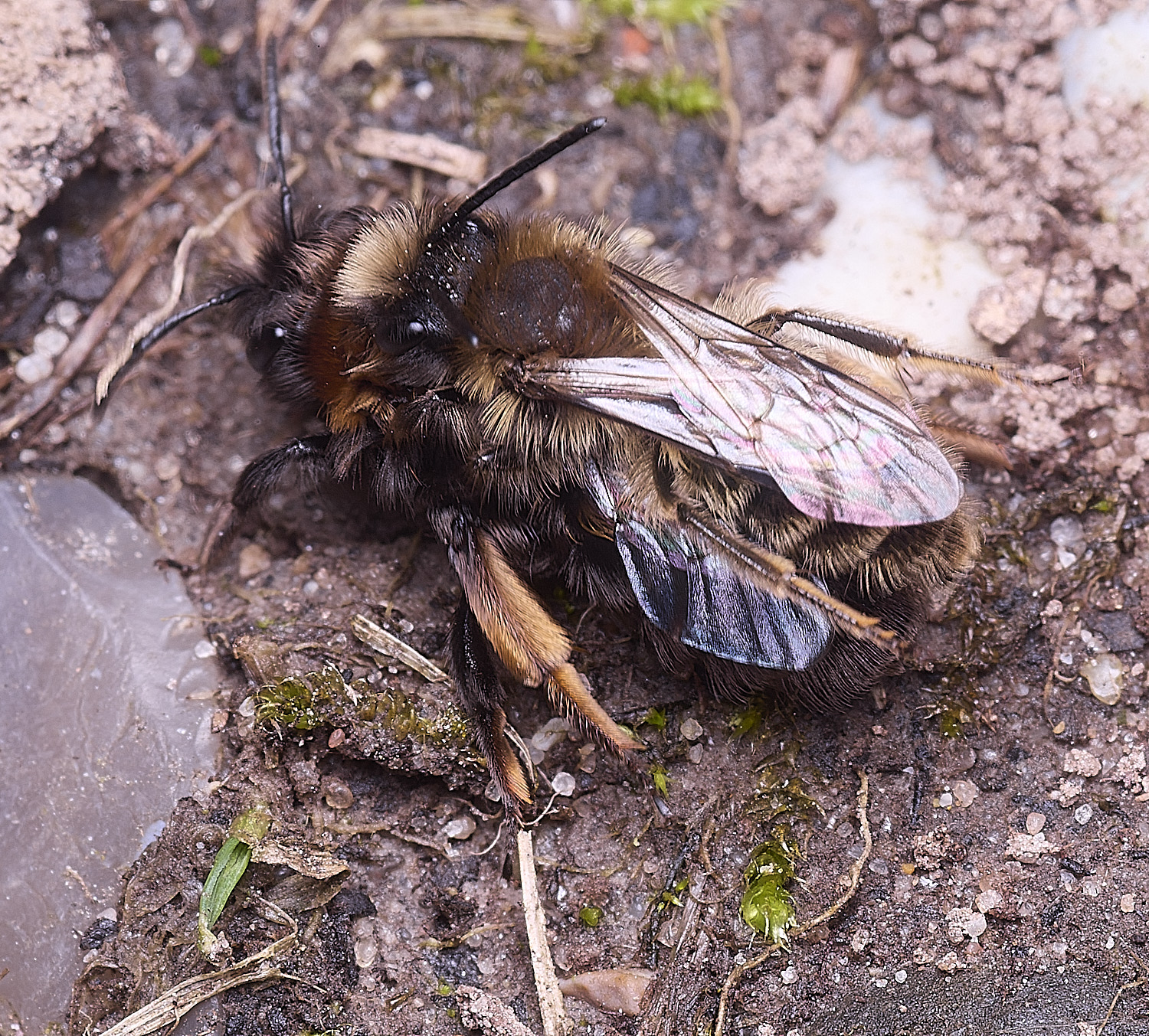 WheatfenClake&#39;sMiningBee100326-12