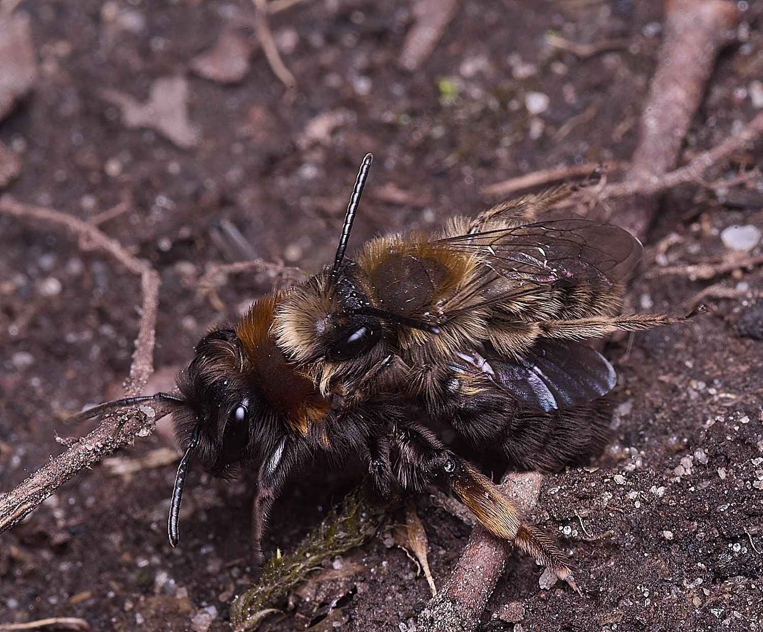 WheatfenClake&#39;sMiningBee100326-14