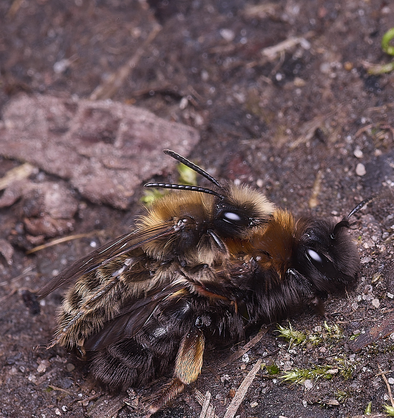 WheatfenClake&#39;sMiningBee100326-15