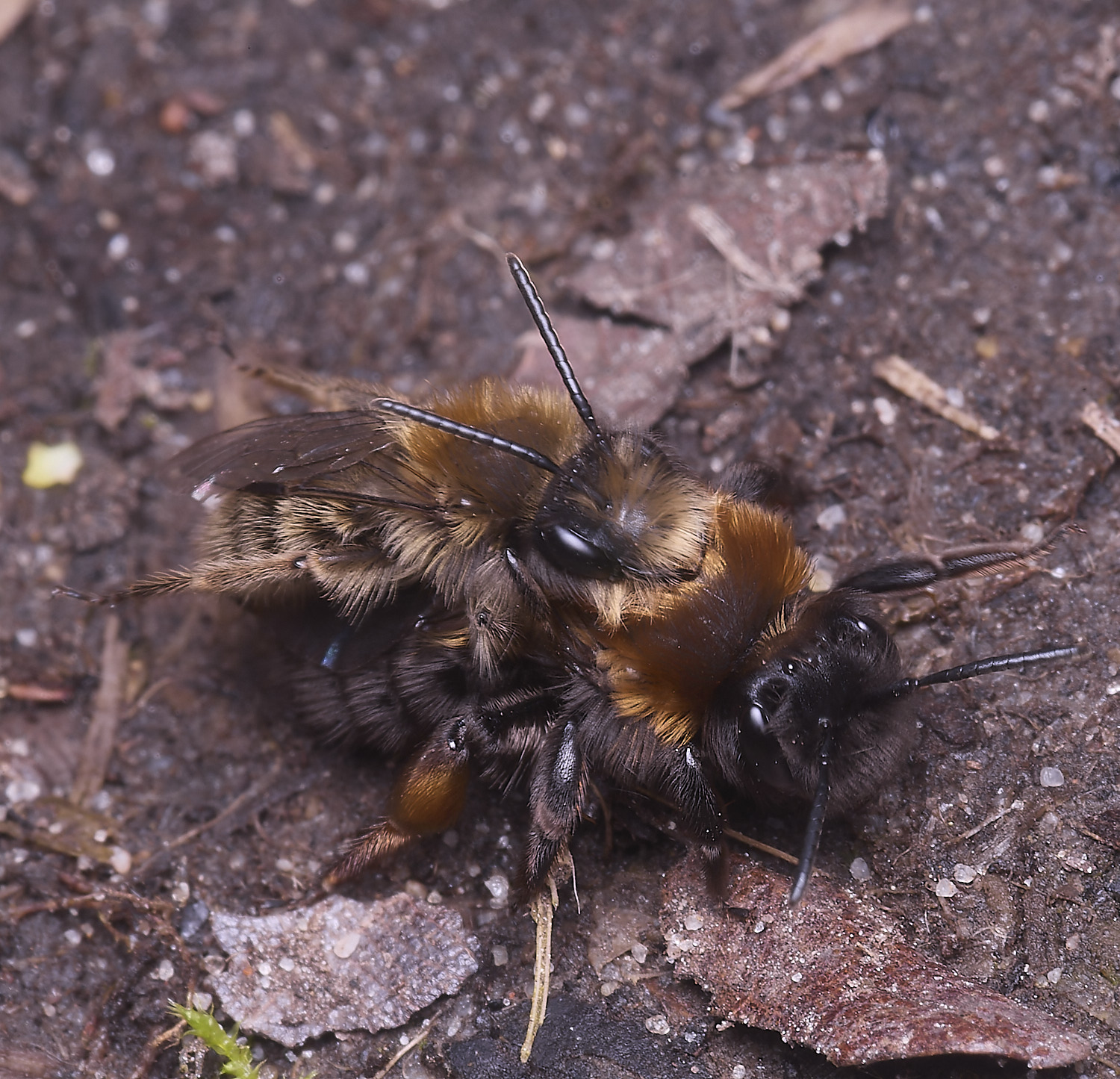 WheatfenClake&#39;sMiningBee100326-16