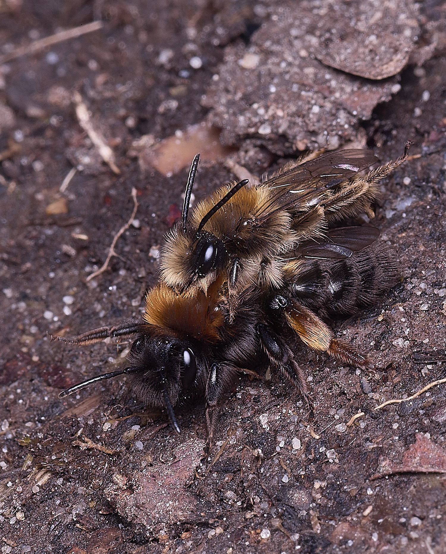 WheatfenClake&#39;sMiningBee100326-17