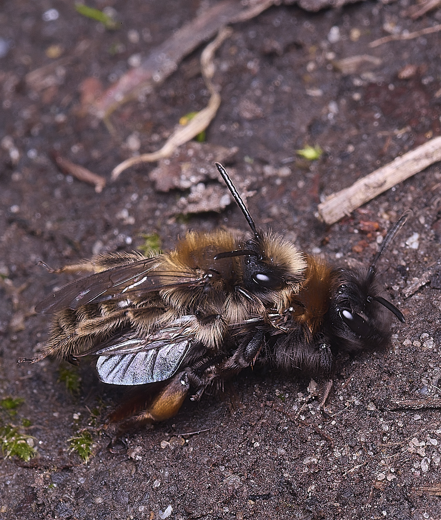 WheatfenClake&#39;sMiningBee100326-18
