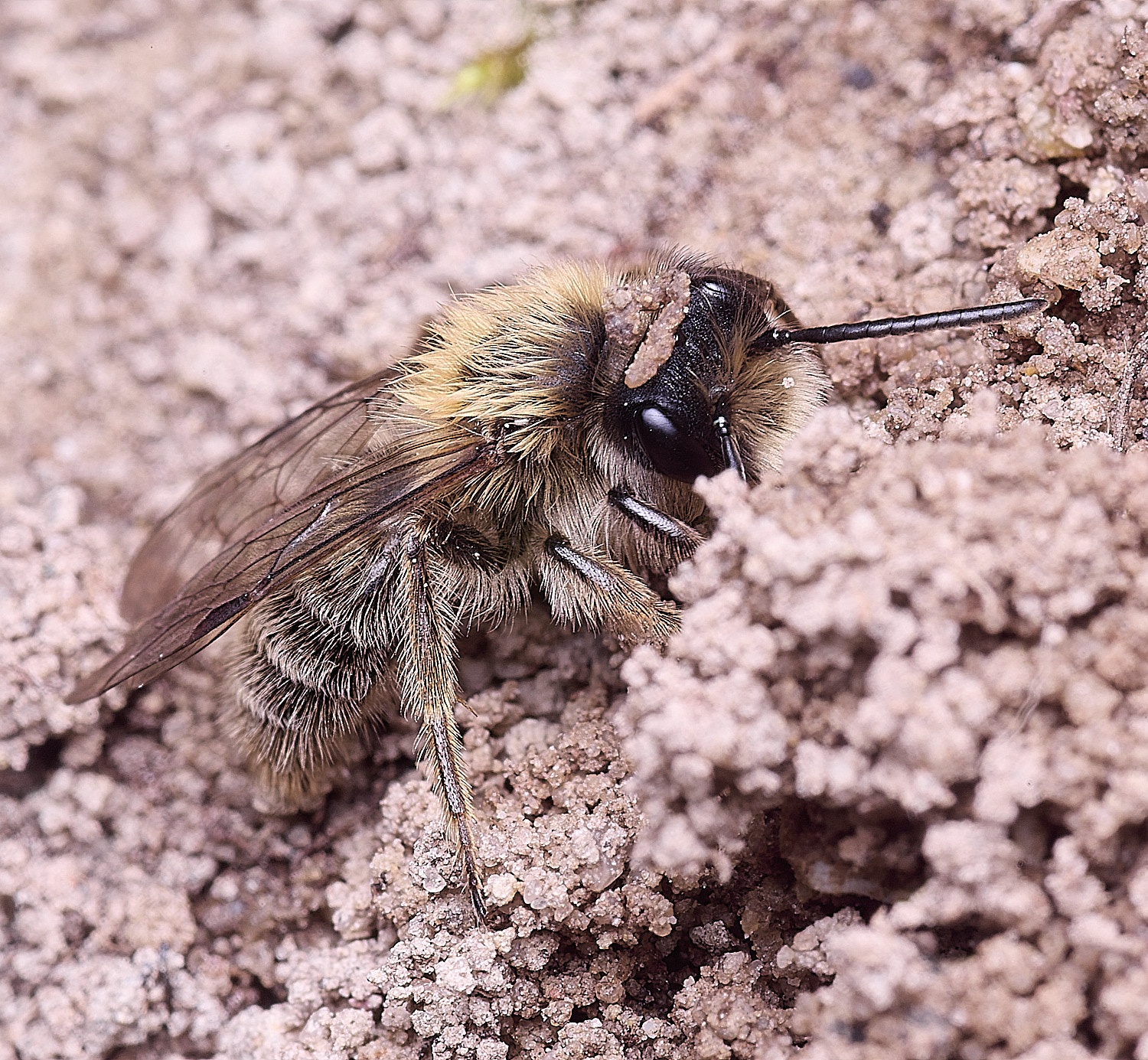 WheatfenClake&#39;sMiningBee100326-3