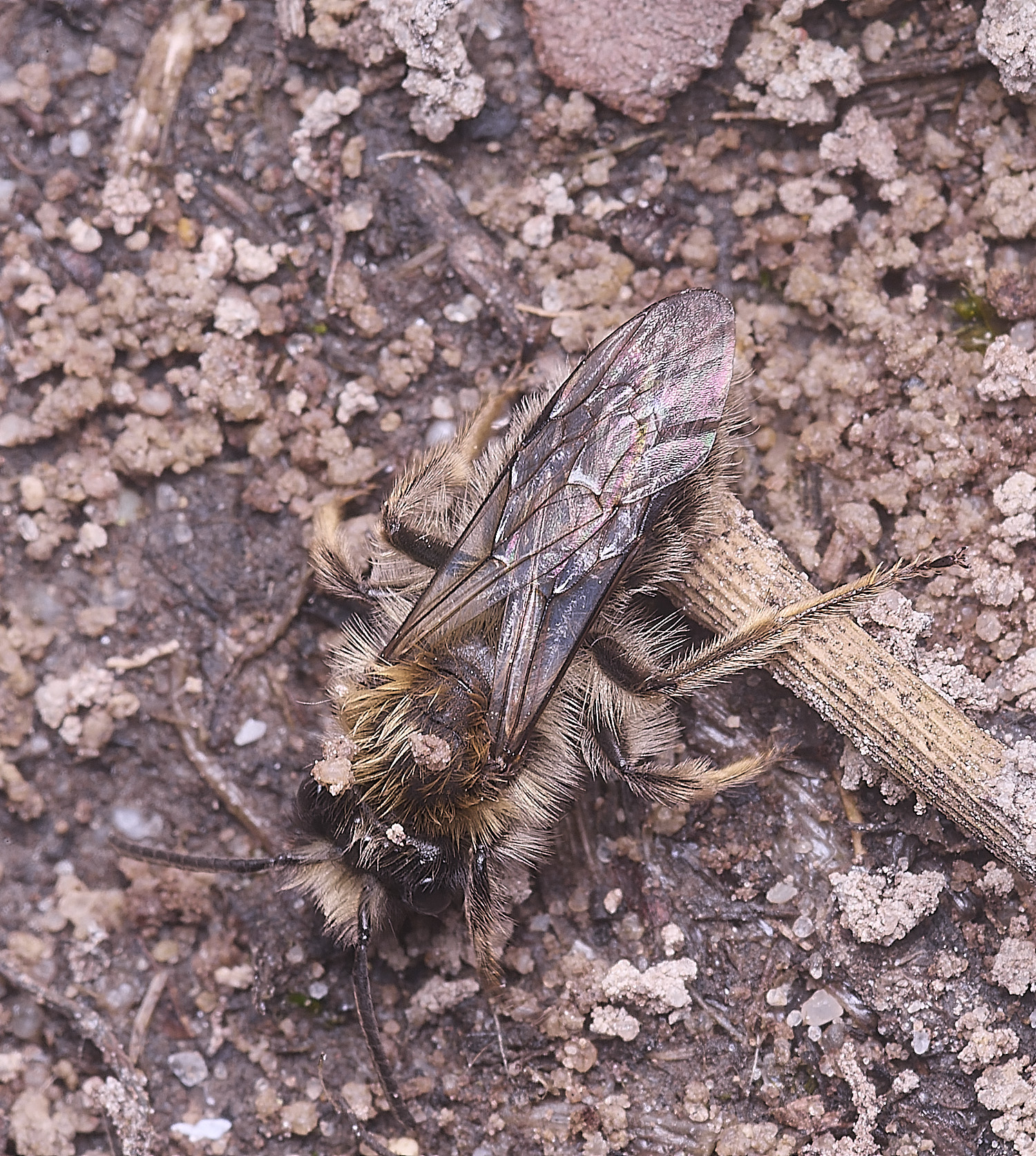 WheatfenClake&#39;sMiningBee100326-4