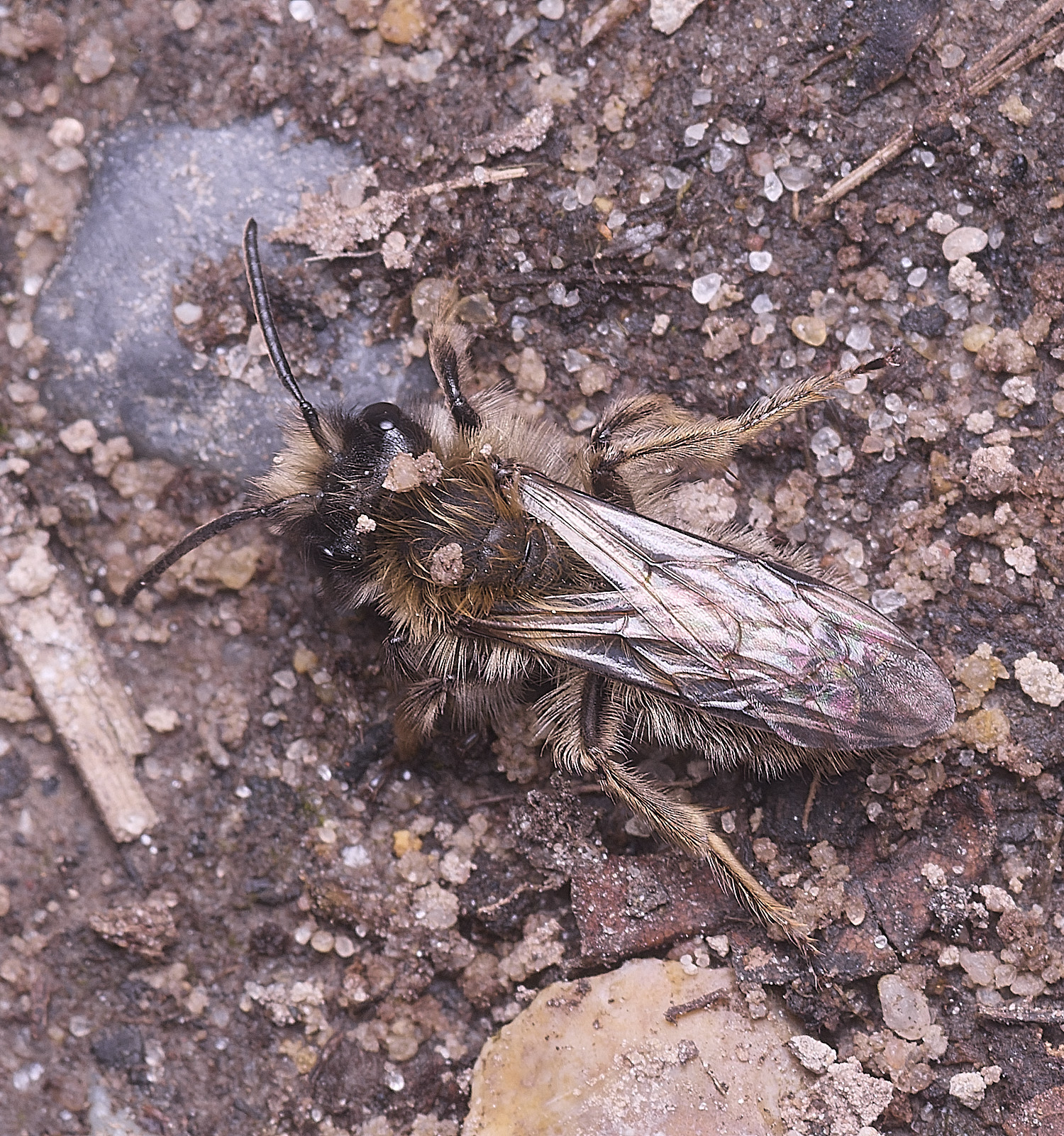 WheatfenClake&#39;sMiningBee100326-5