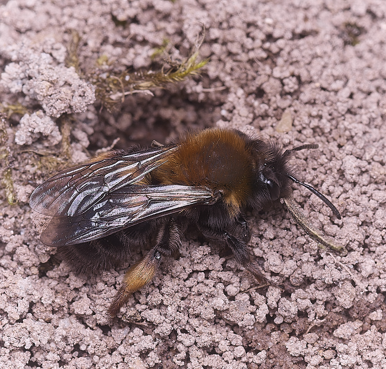 WheatfenClake&#39;sMiningBee100326-6