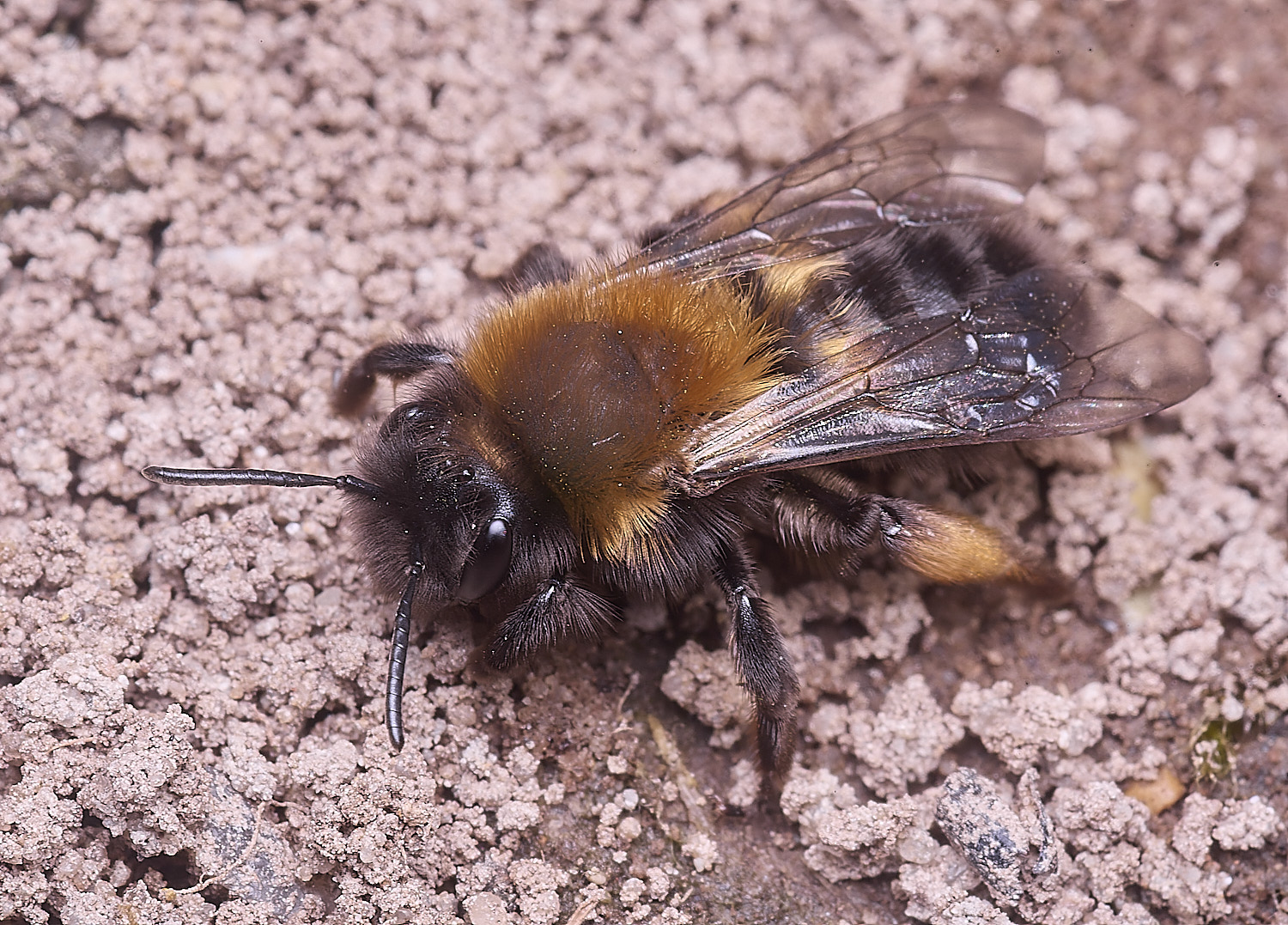 WheatfenClake&#39;sMiningBee100326-8