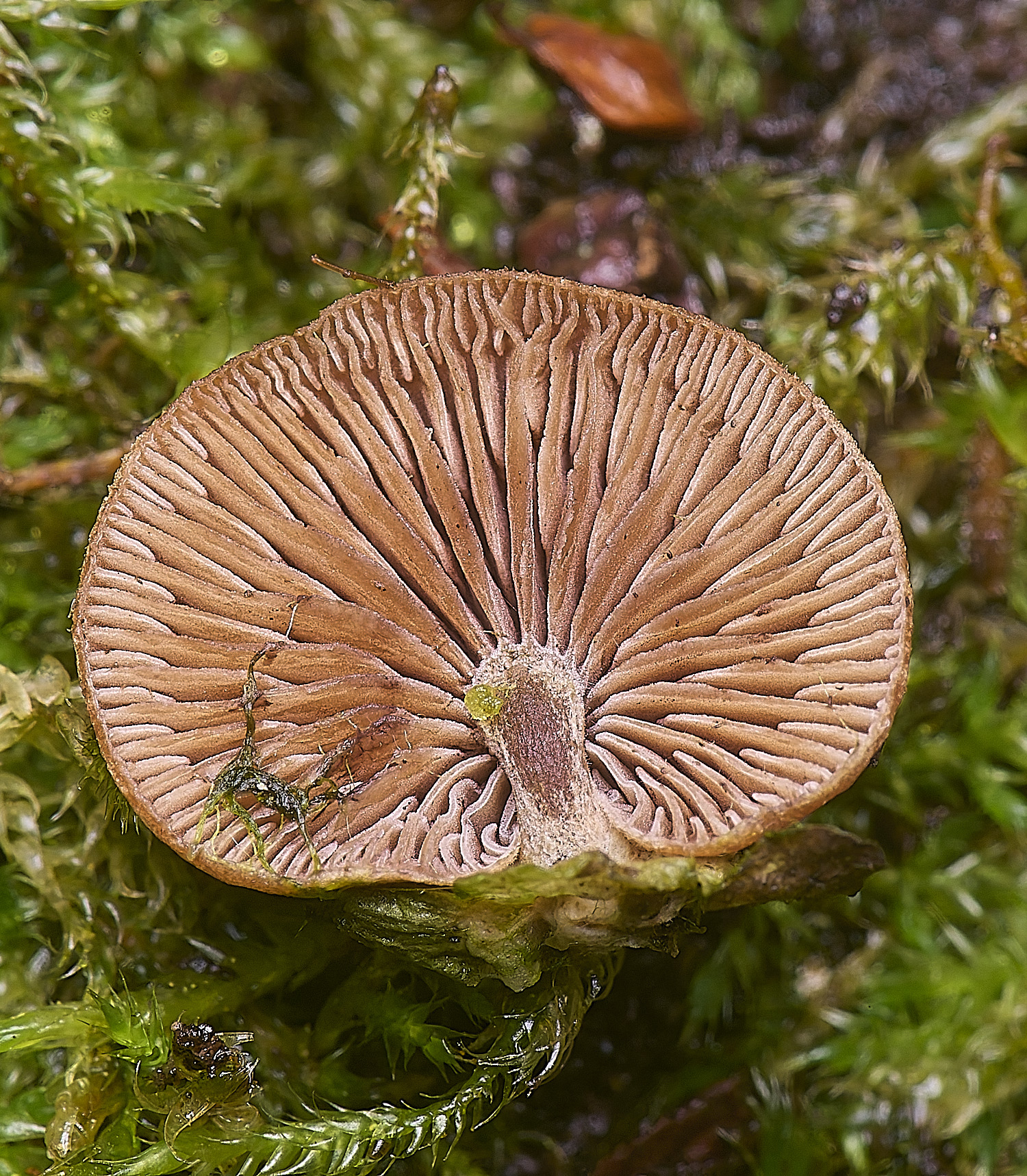 WheatfenFungus080226-1