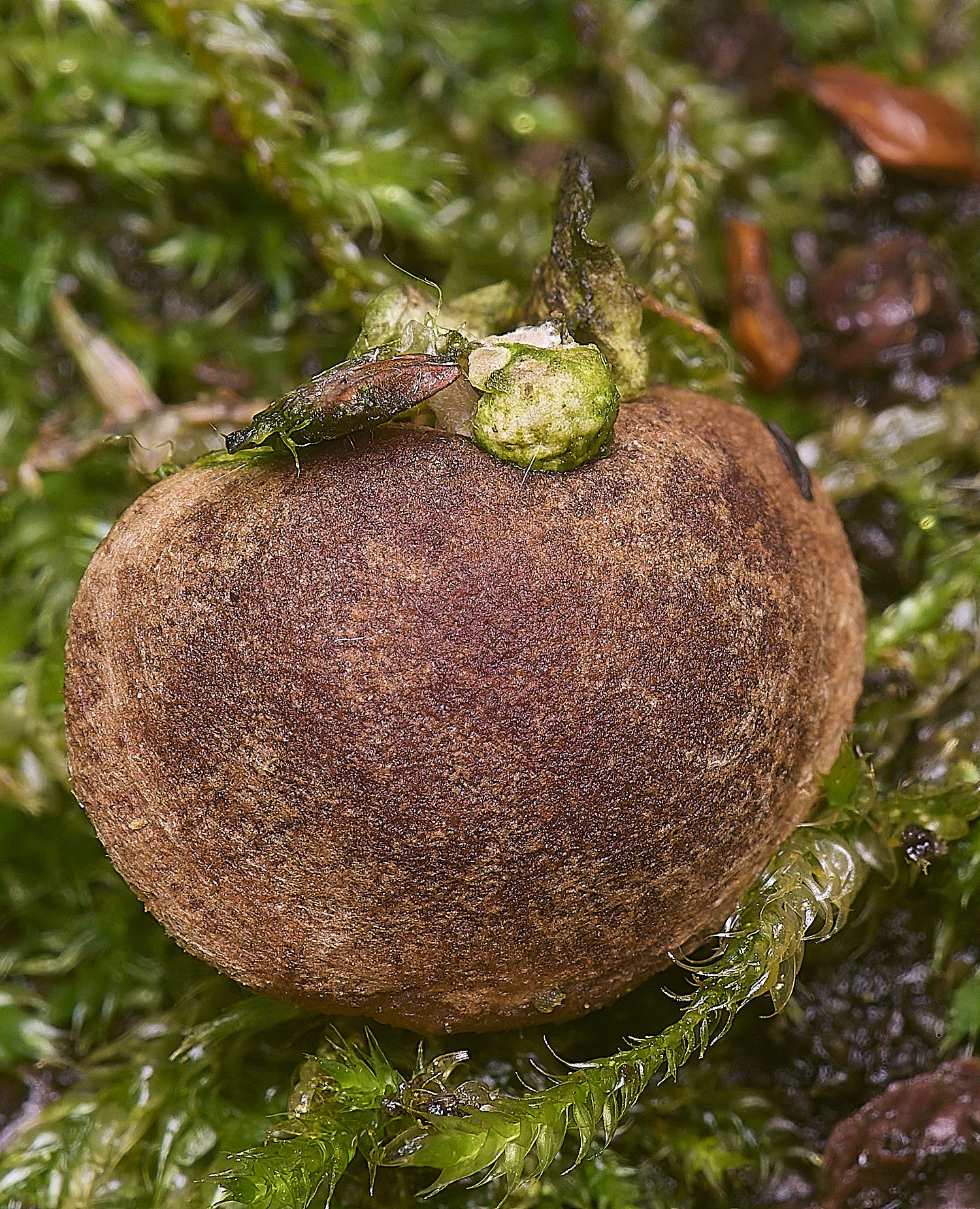 WheatfenFungus080226-2