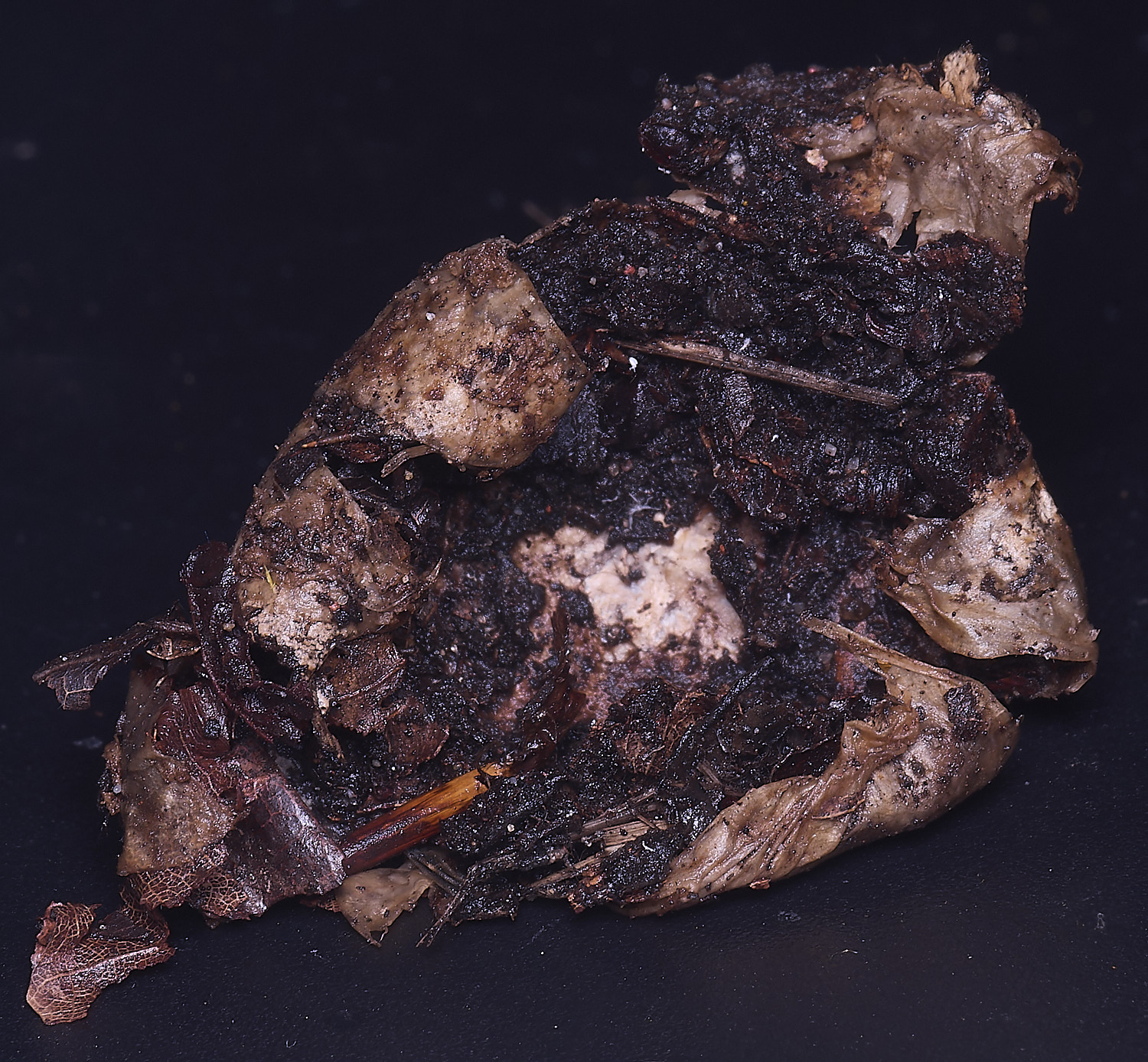 WheatfenGrufescens130126-8