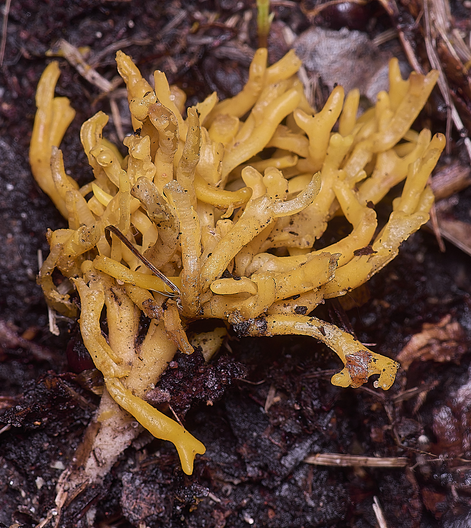 WheatfenMeadowCoral130126-2