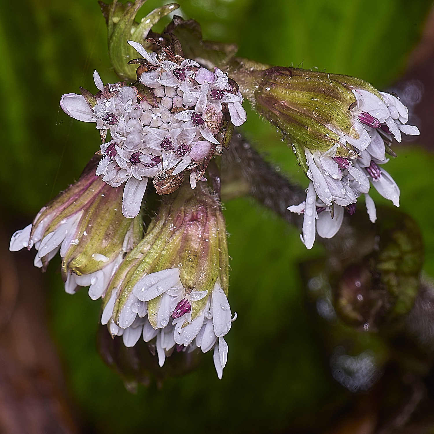 WheatfenWinterHeliotrope130126-1