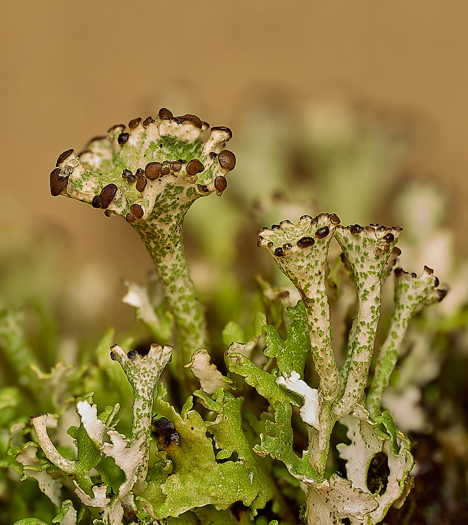 WintertonCladonia SP2120226-1