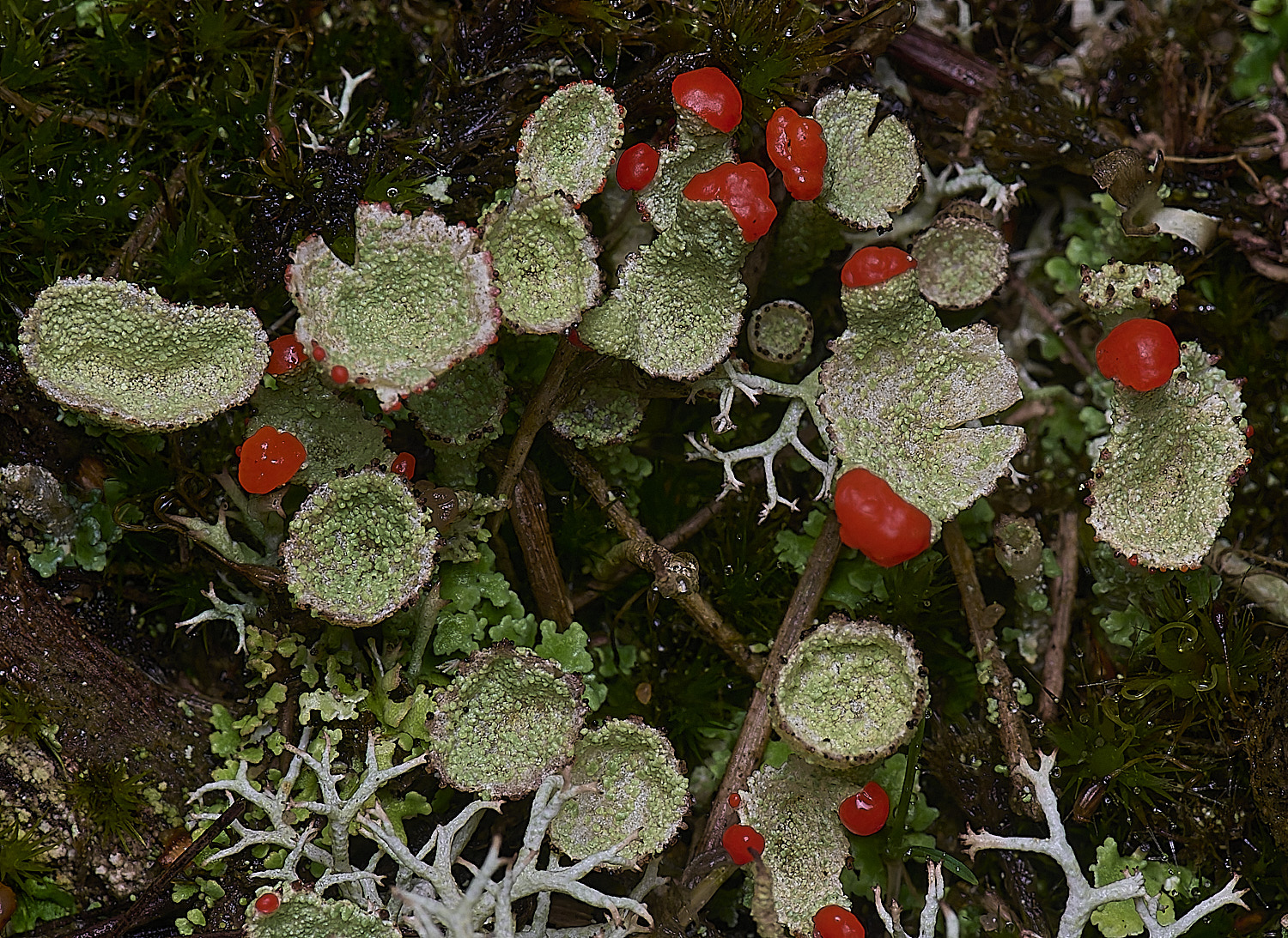 WintertonCladoniadiversa120226-11