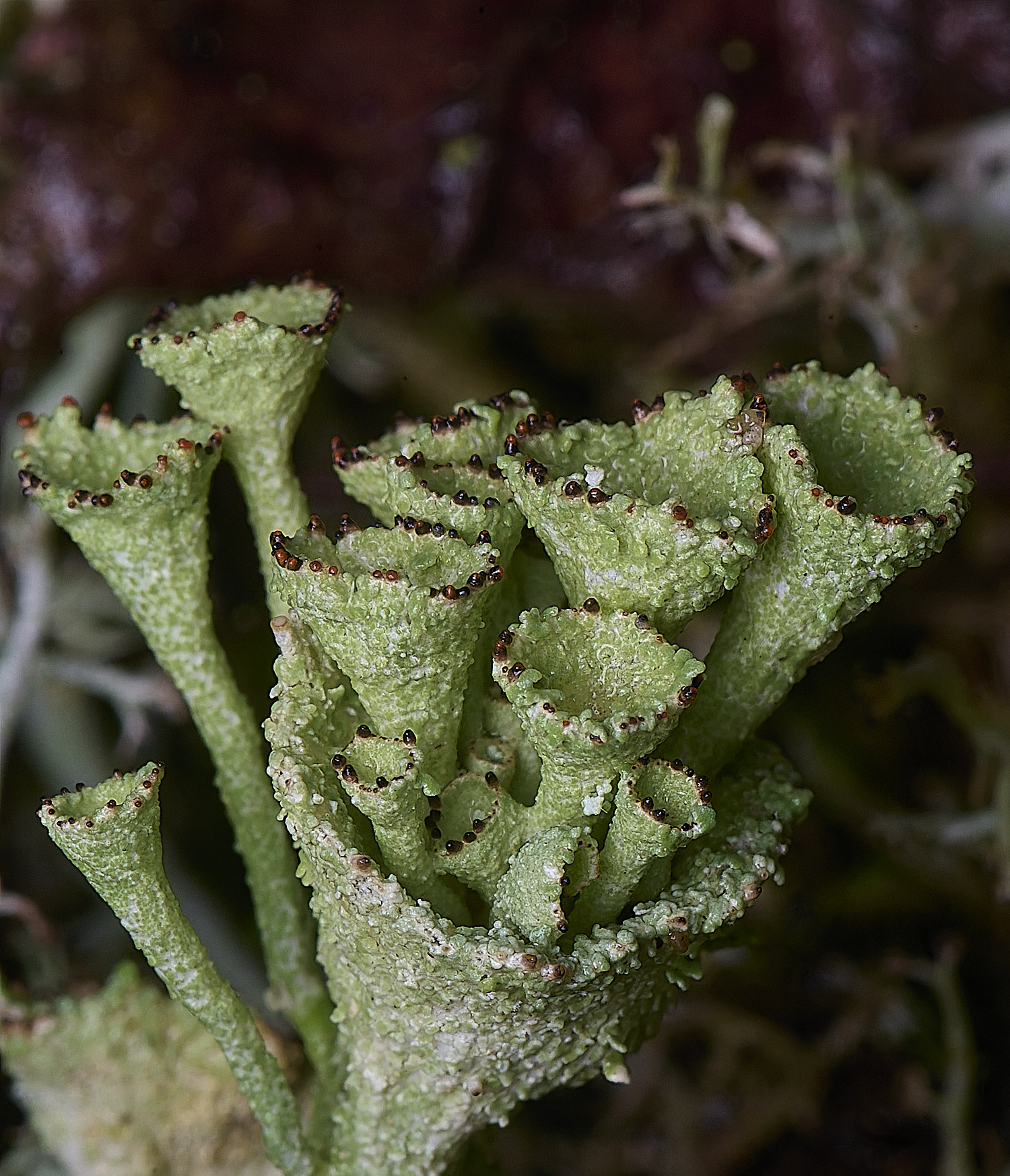 WintertonCladoniadiversa120226-2a