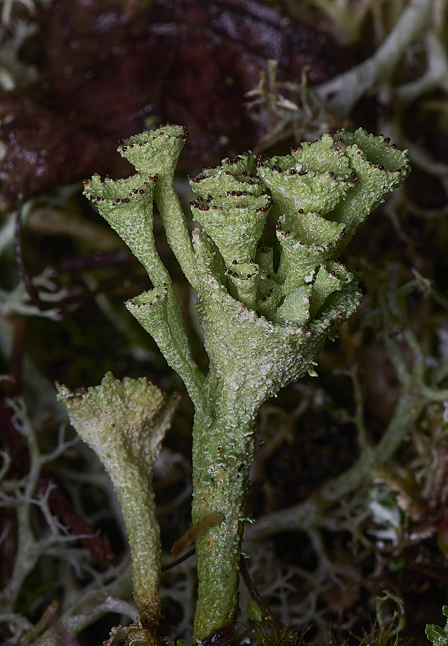 WintertonCladoniadiversa120226-3