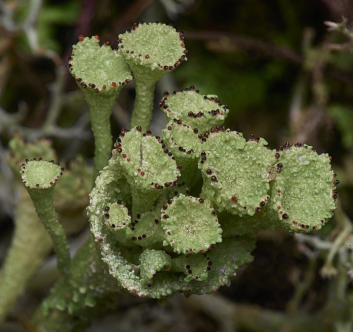 WintertonCladoniadiversa120226-4