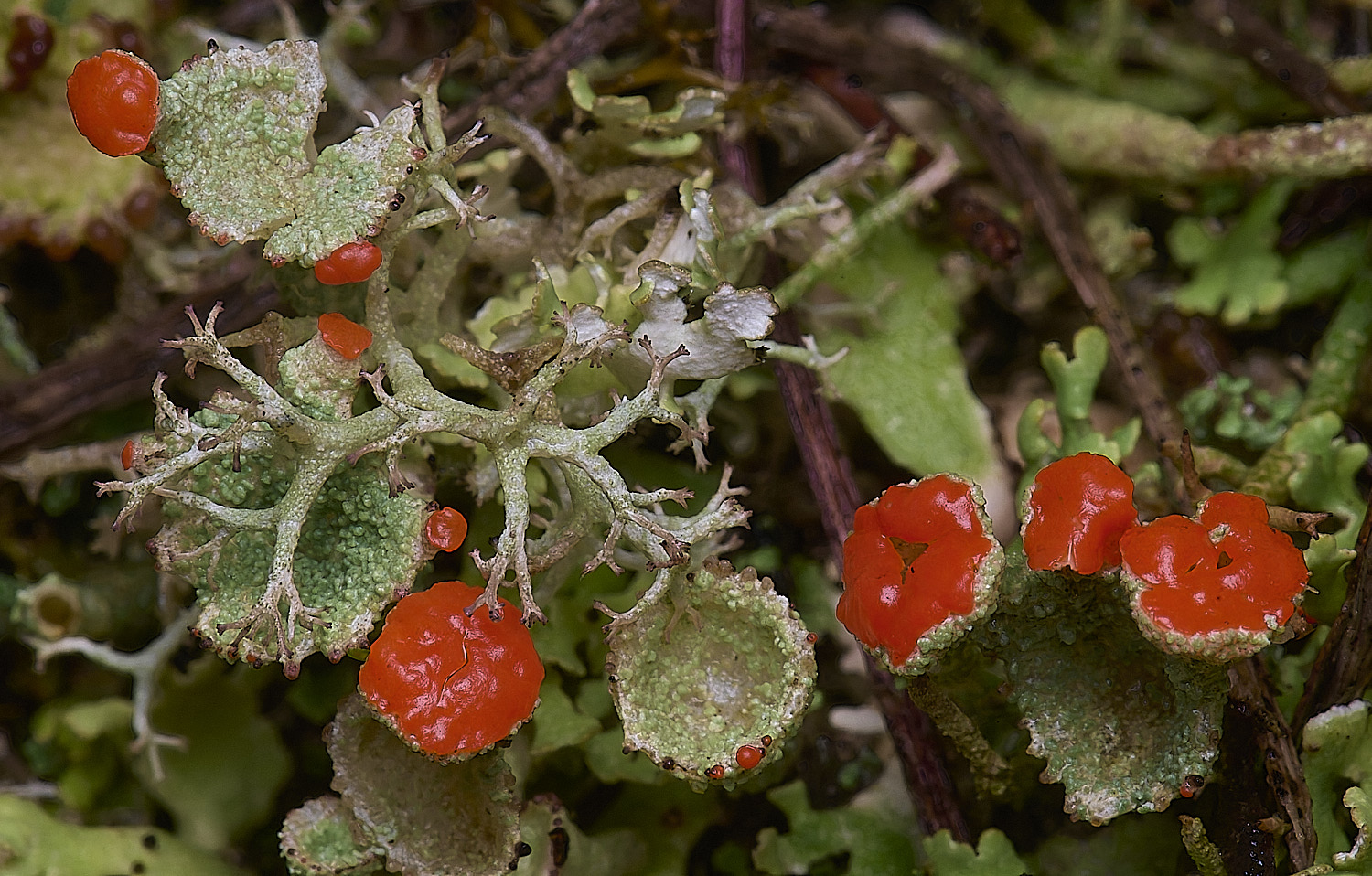 WintertonCladoniadiversa120226-7