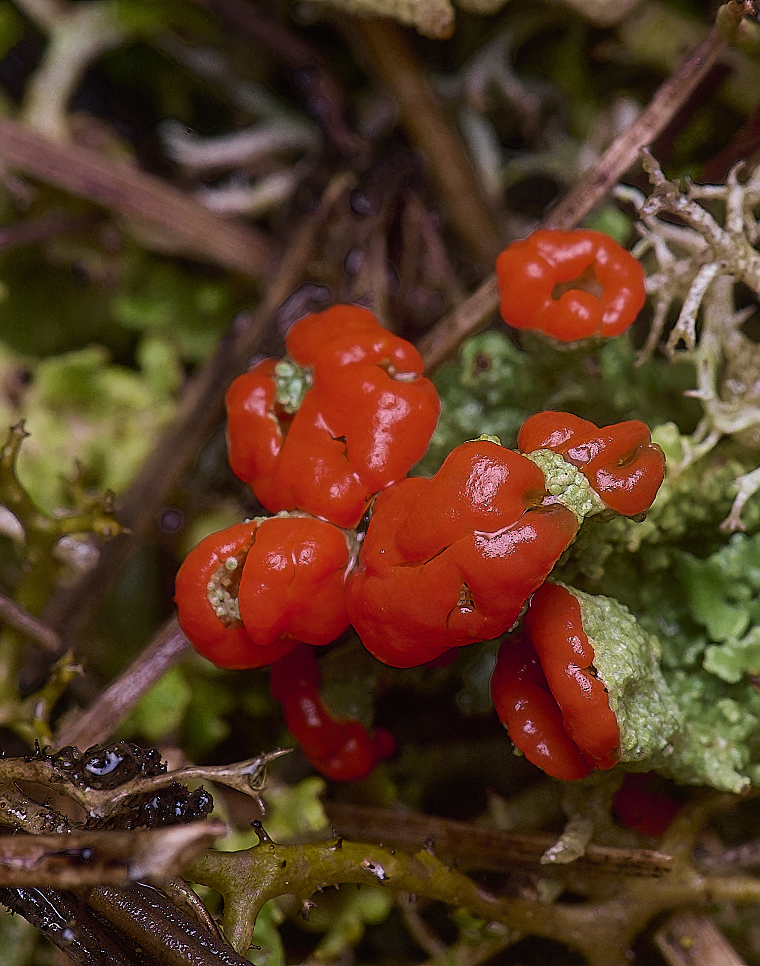 WintertonCladoniadiversa120226-8