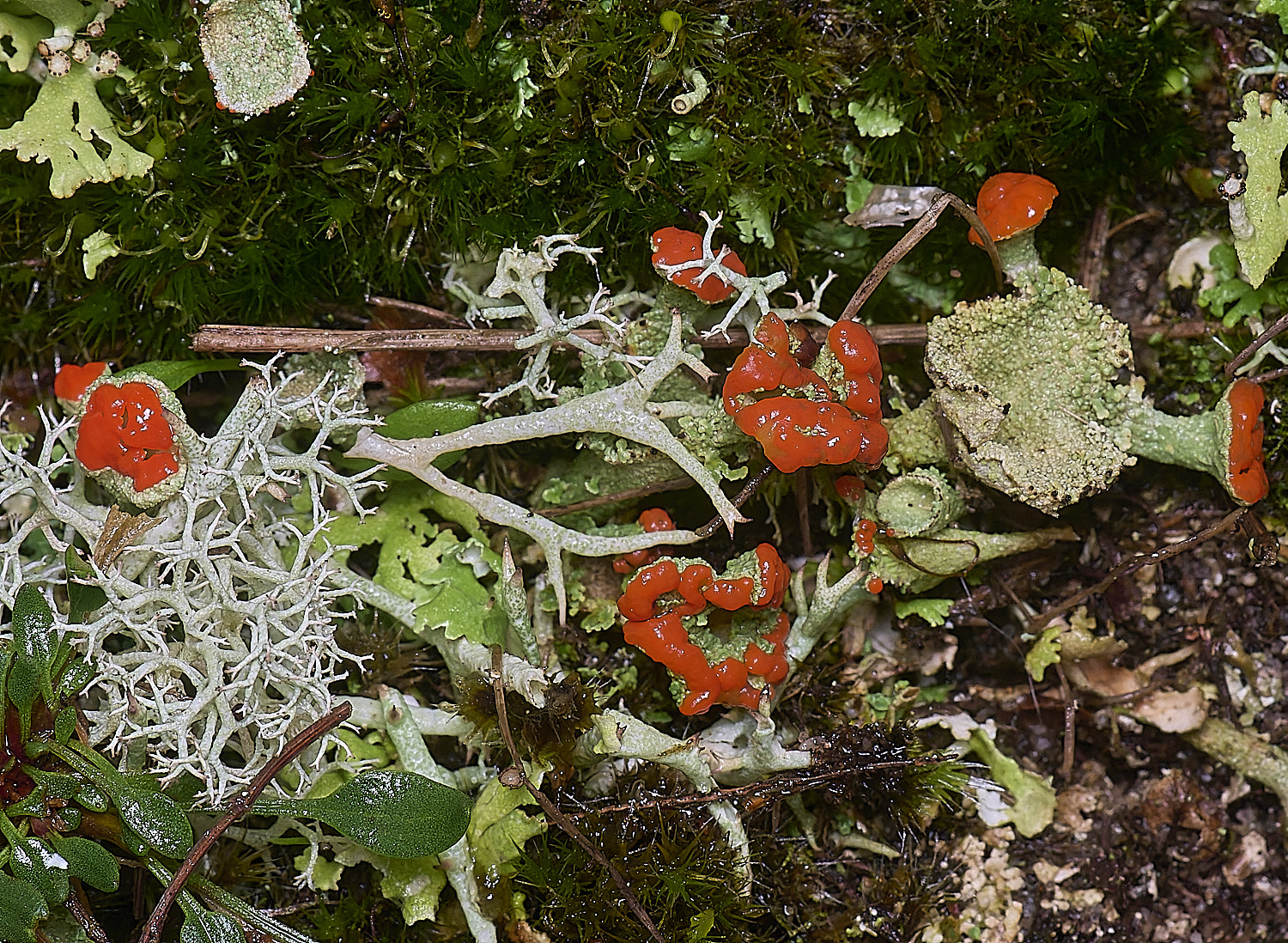 WintertonCladoniadiversa120226-9