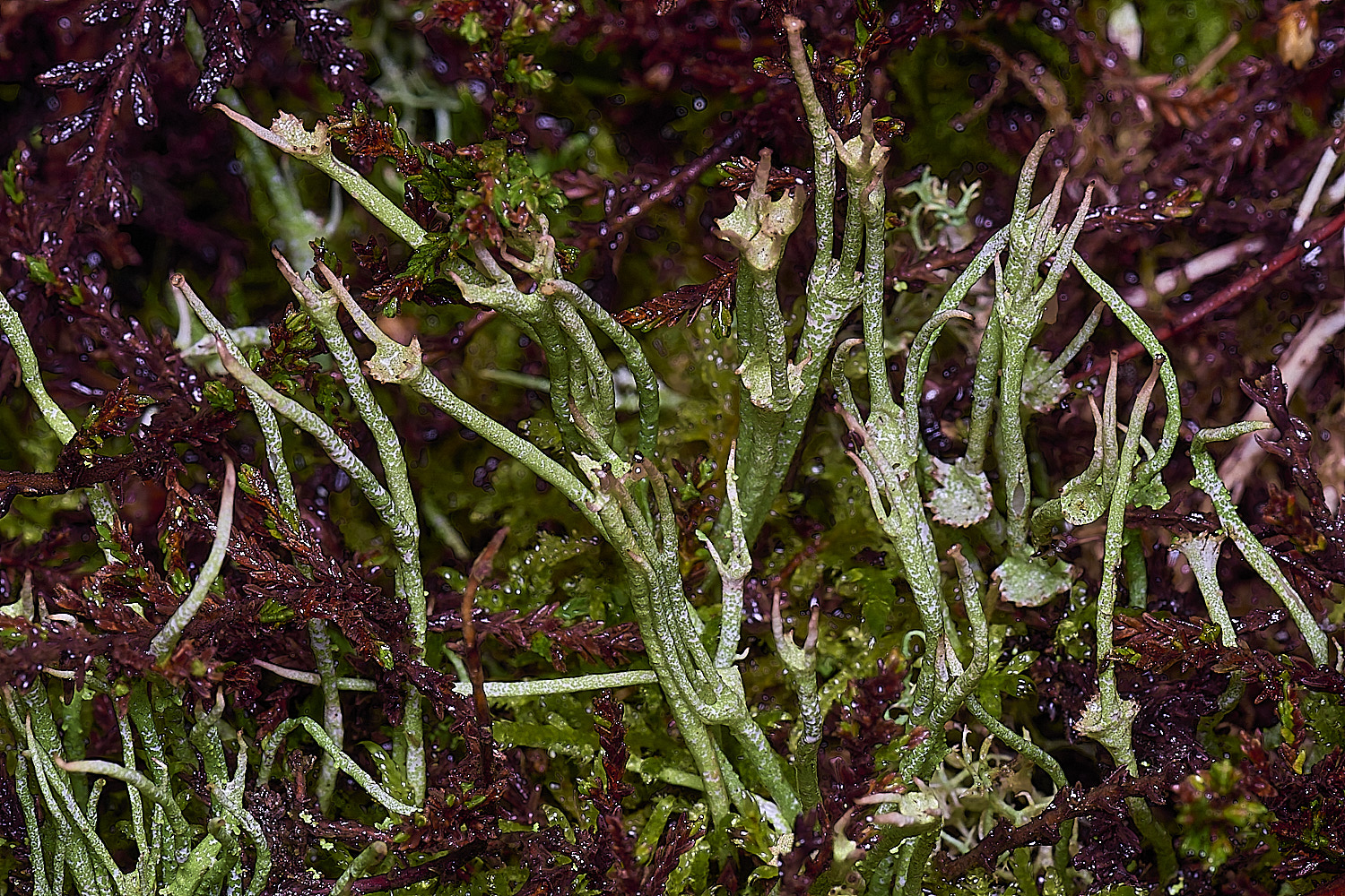 WintertonCladoniadsubulata120226-2